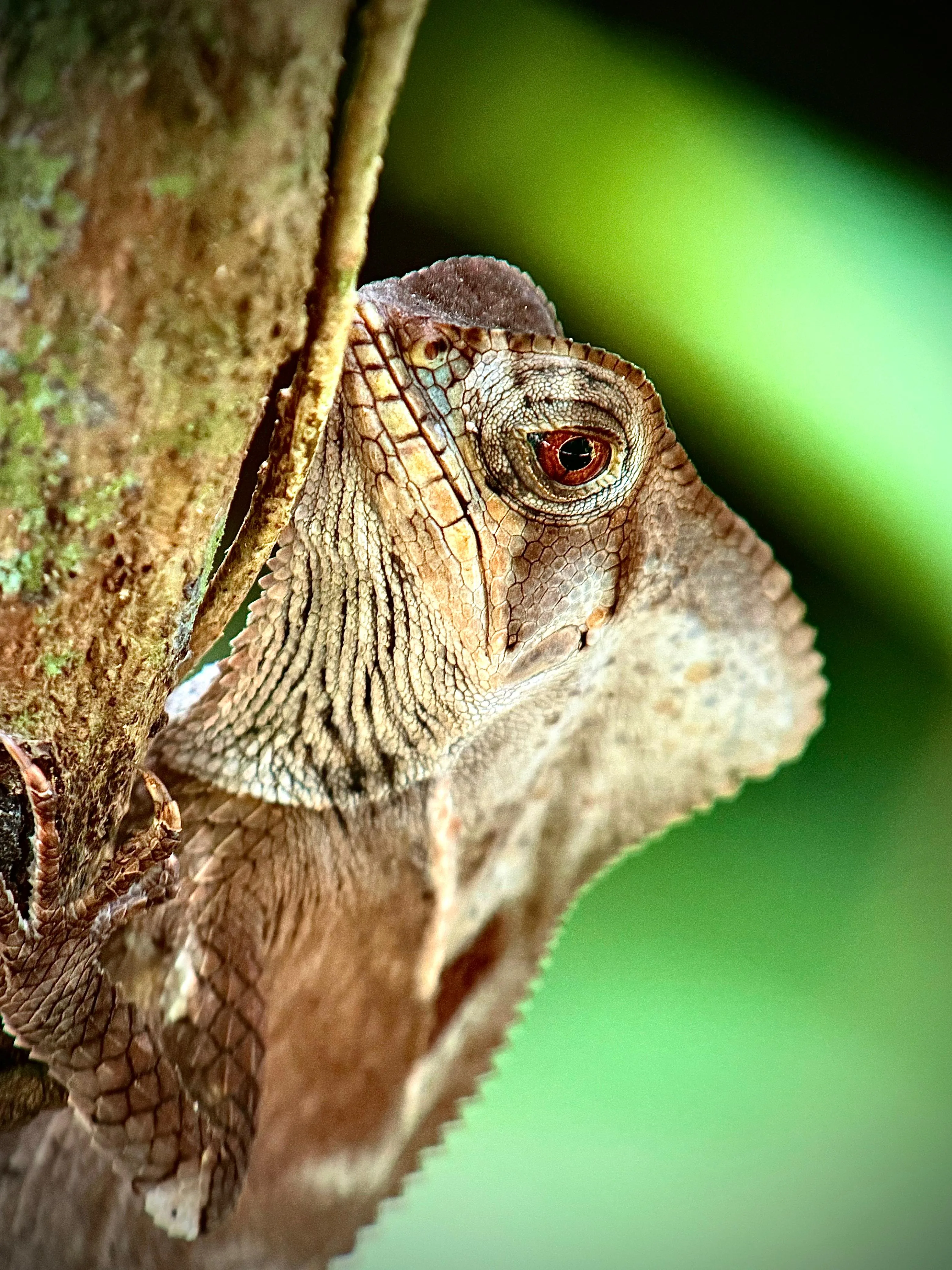 Basilisk lizard on a tree on a Manuel Antonio National Park guided tour