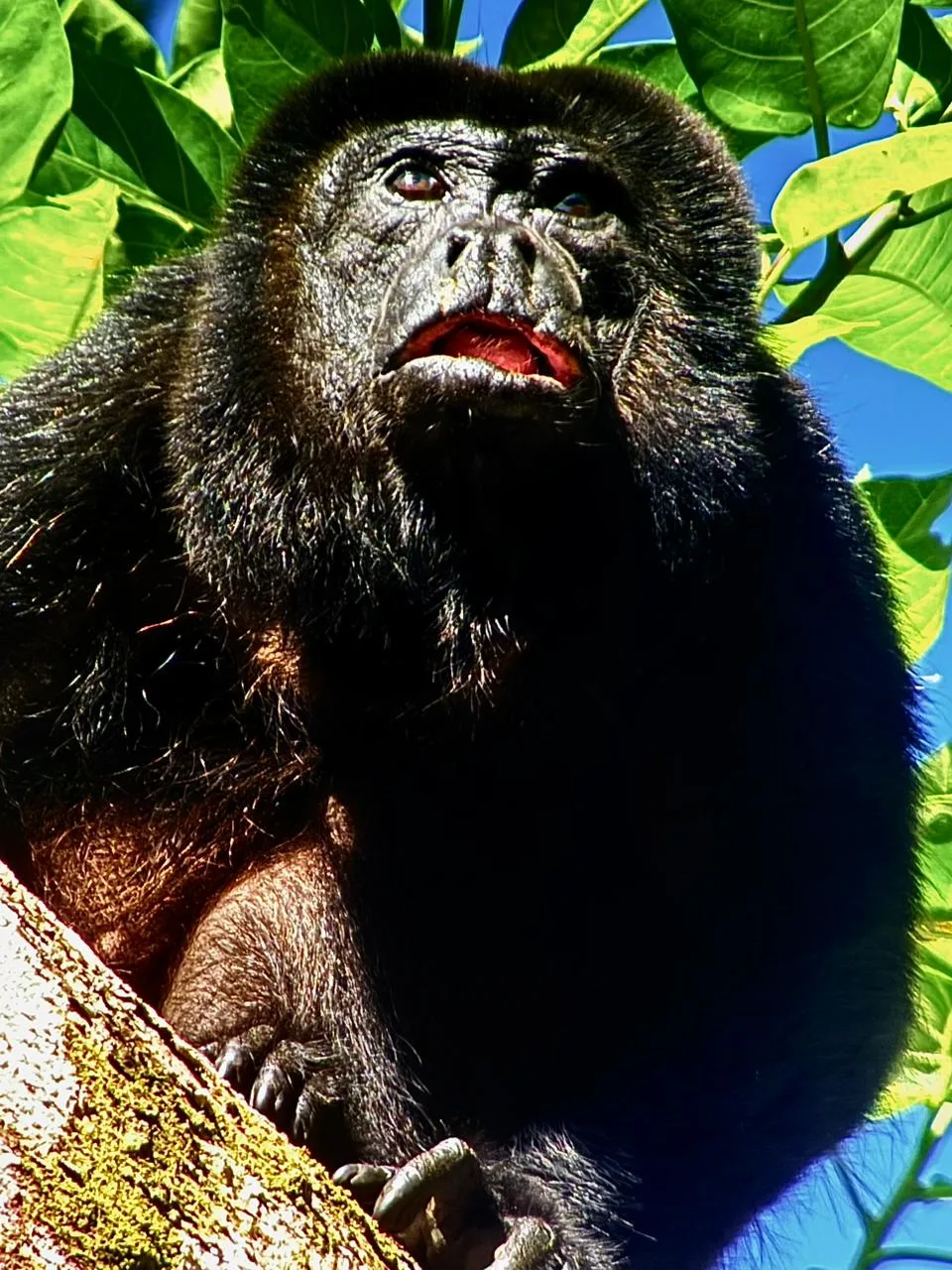 Howler monkey in a tree on a Manuel Antonio National Park tour, Costa Rica