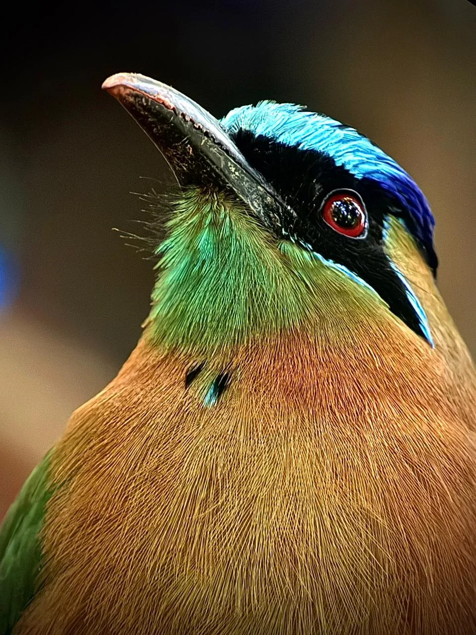 Blue-crowned motmot bird close-up on a Manuel Antonio National Park tour