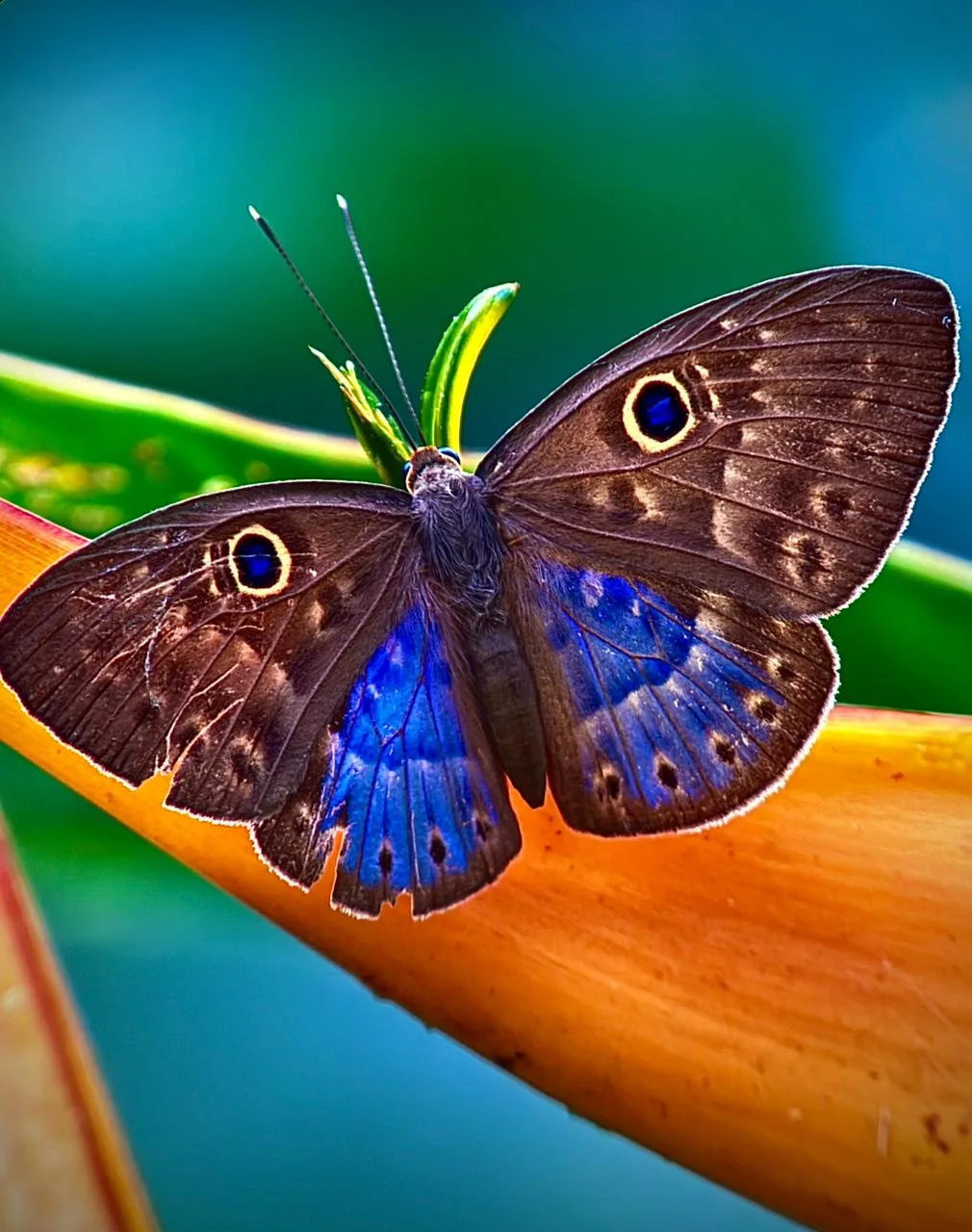 Blue morpho butterfly spotted on a Manuel Antonio park tour, Costa Rica