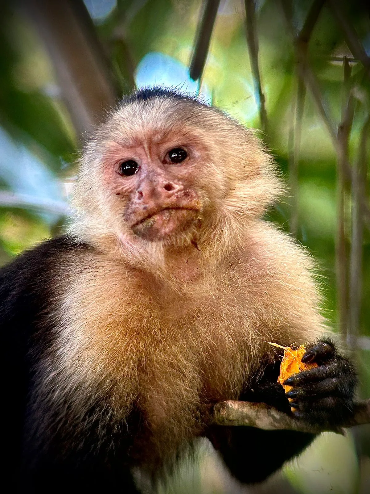 Capuchin monkey eating fruit on a Manuel Antonio park tour, Costa Rica