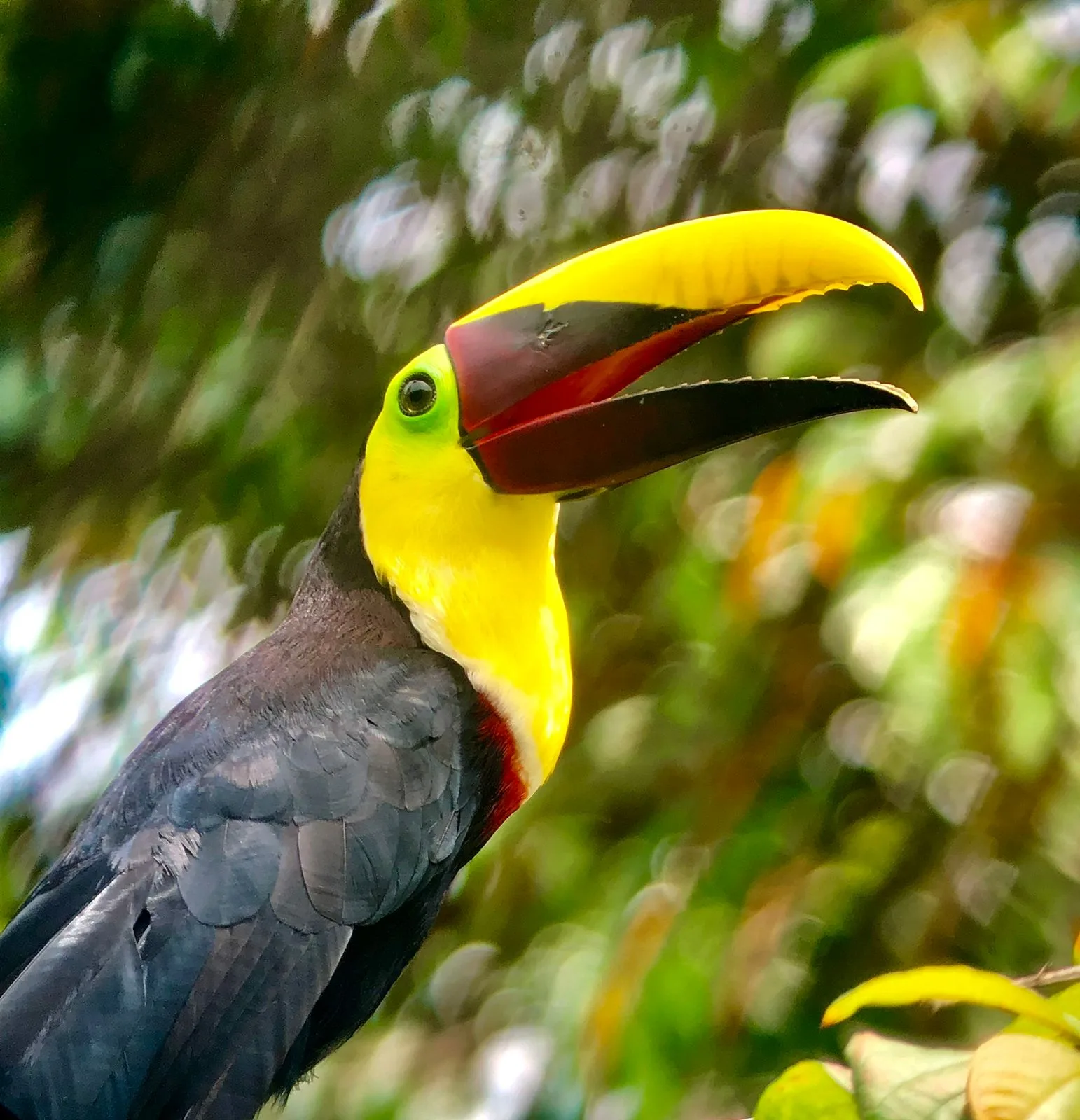 Chestnut-mandibled toucan on a Manuel Antonio guided tour, National Park Costa Rica
