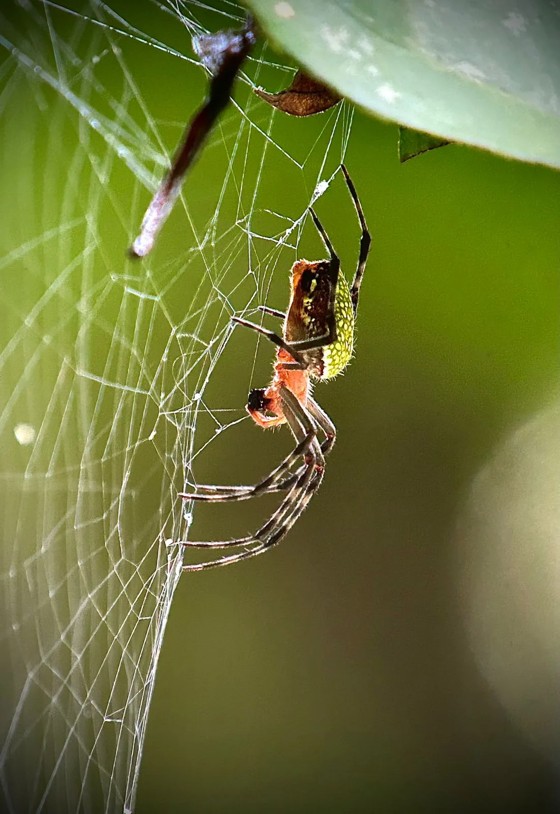 Golden silk spider in its web on a Manuel Antonio park tour, Costa Rica