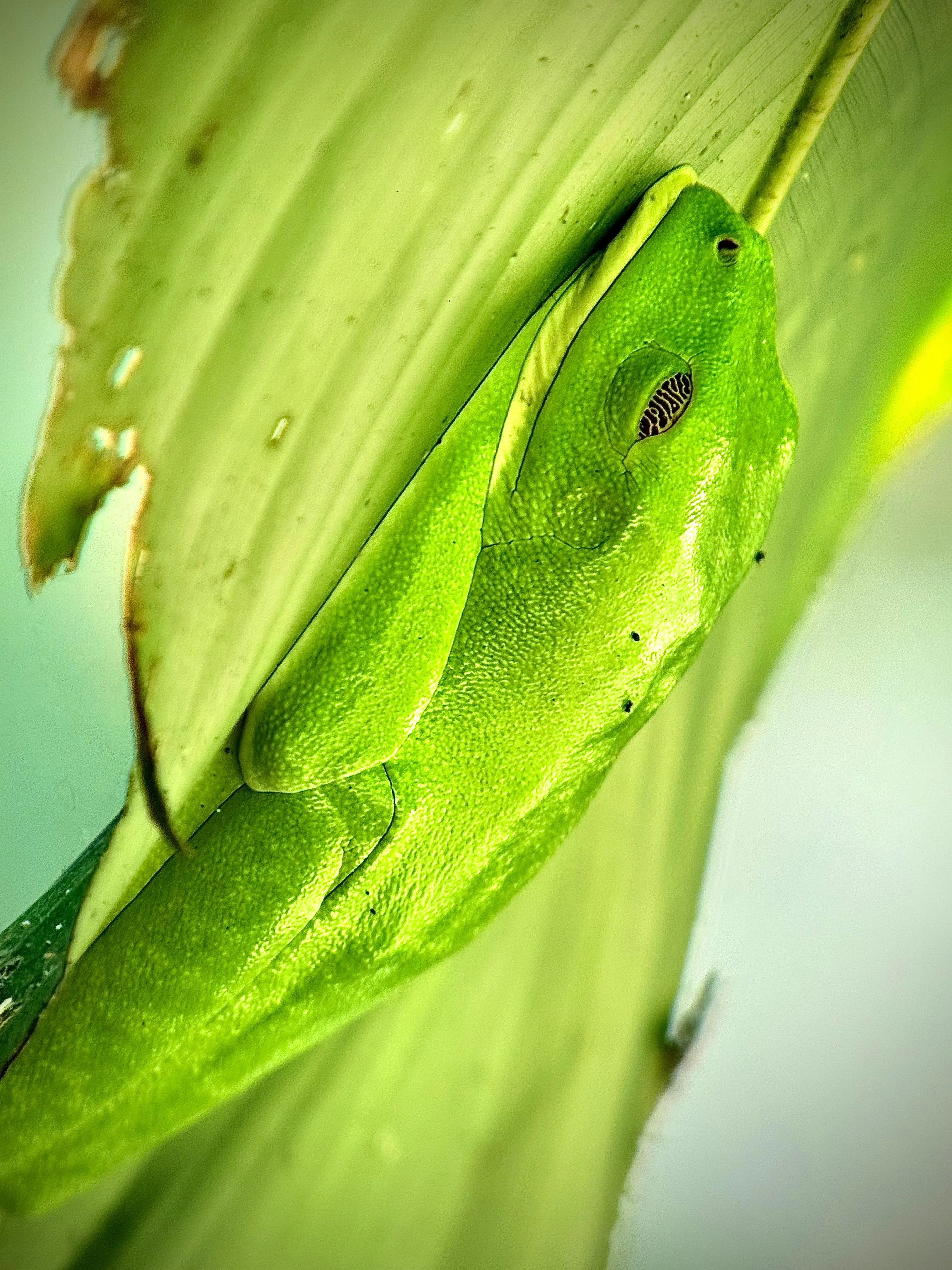 Green tree frog spotted on a Manuel Antonio National Park tour, Costa Rica
