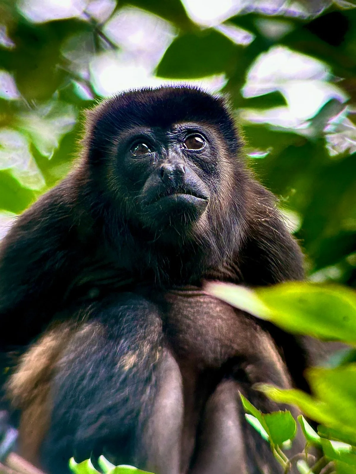 Howler monkey portrait in the leaves on a guided Manuel Antonio National Park tour