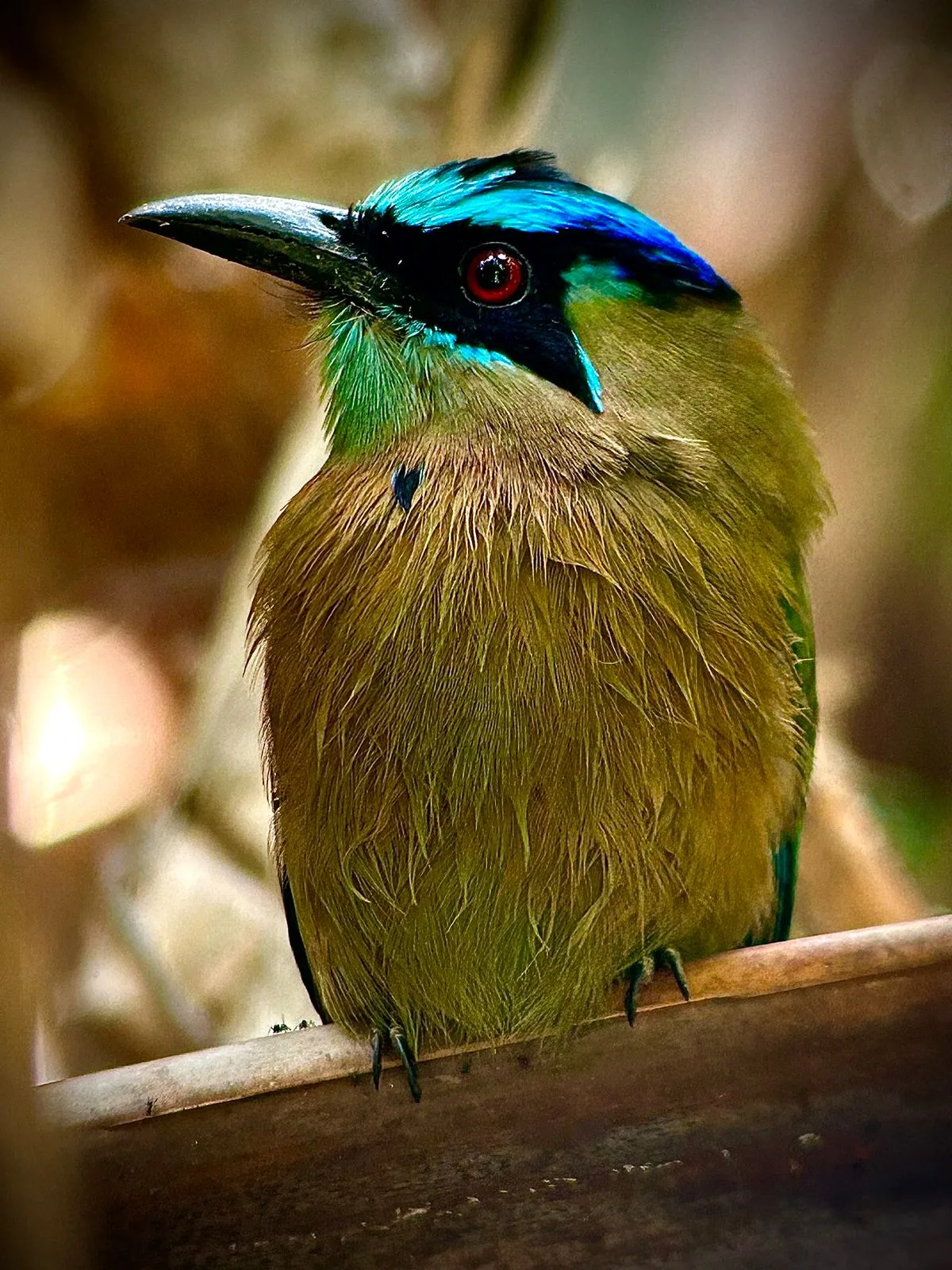 Motmot bird on a guided Manuel Antonio park tour, Costa Rica