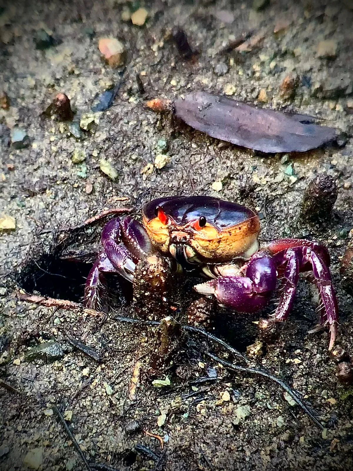 Purple land crab on the beach on a Manuel Antonio National Park tour, Costa Rica