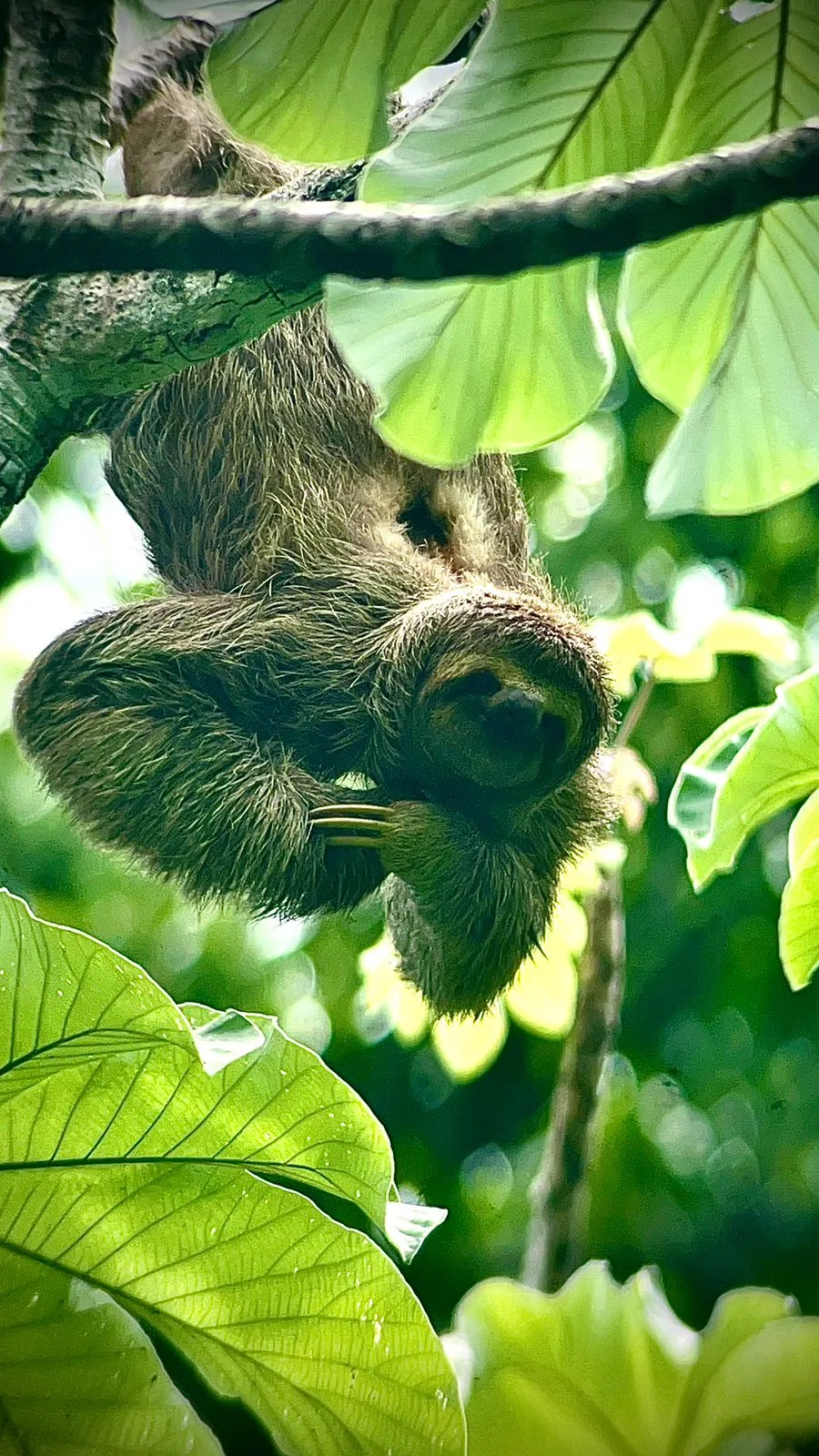 Three-toed sloth hanging in the jungle on a guided Manuel Antonio National Park tour