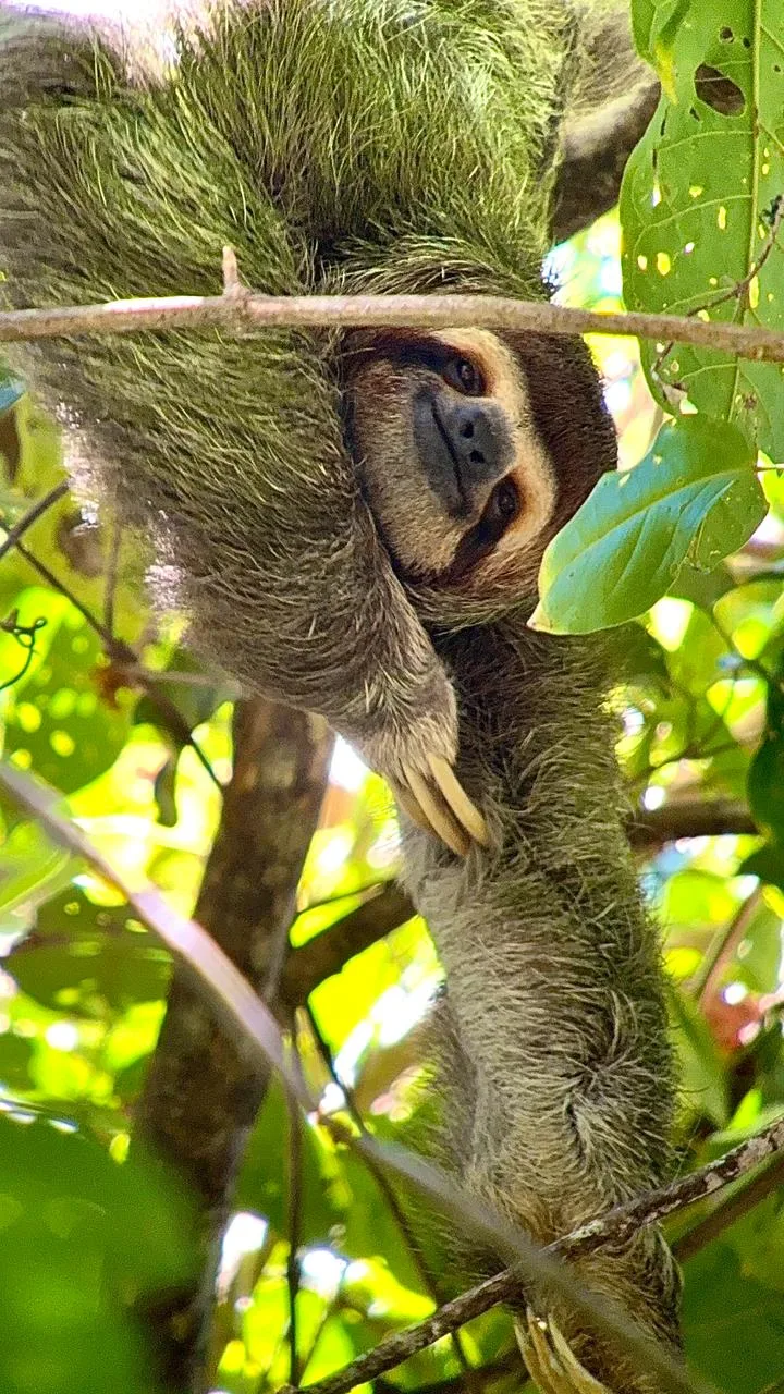 Three-toed sloth hanging upside down on a Manuel Antonio park tour, Costa Rica