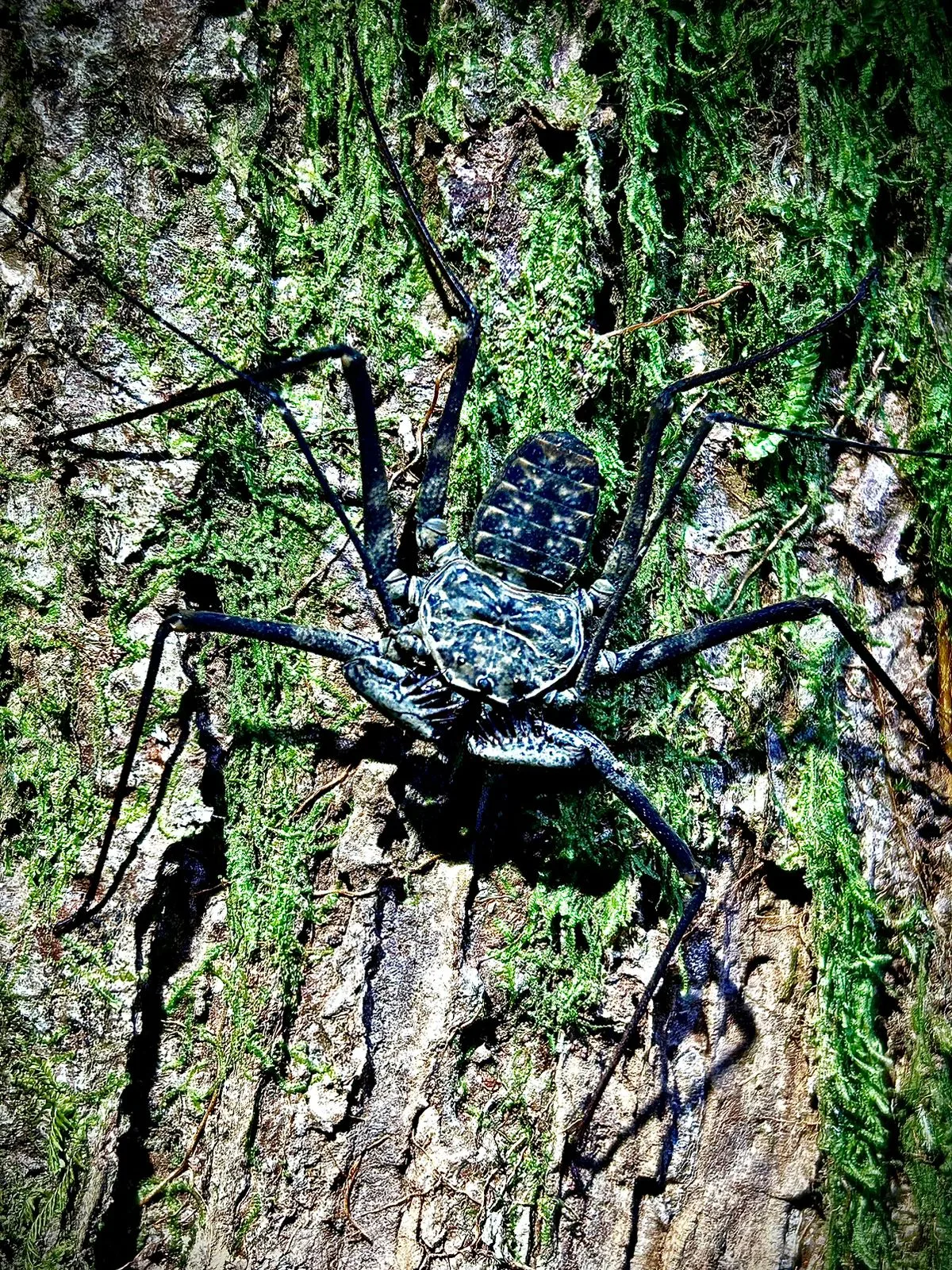 Whip spider on tree bark spotted on a Manuel Antonio National Park guided tour