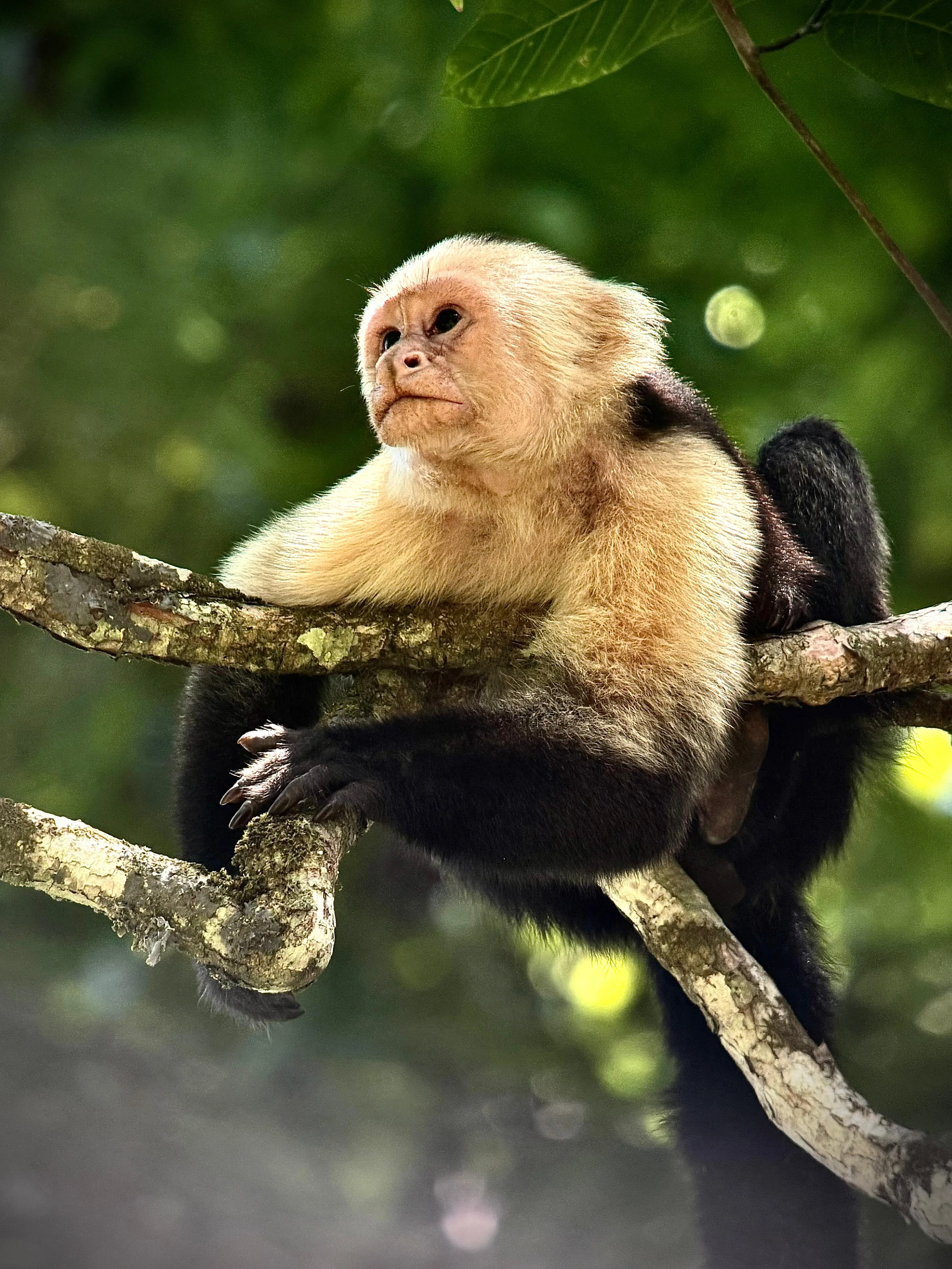 White-faced capuchin monkey on a Manuel Antonio National Park guided tour, Costa Rica