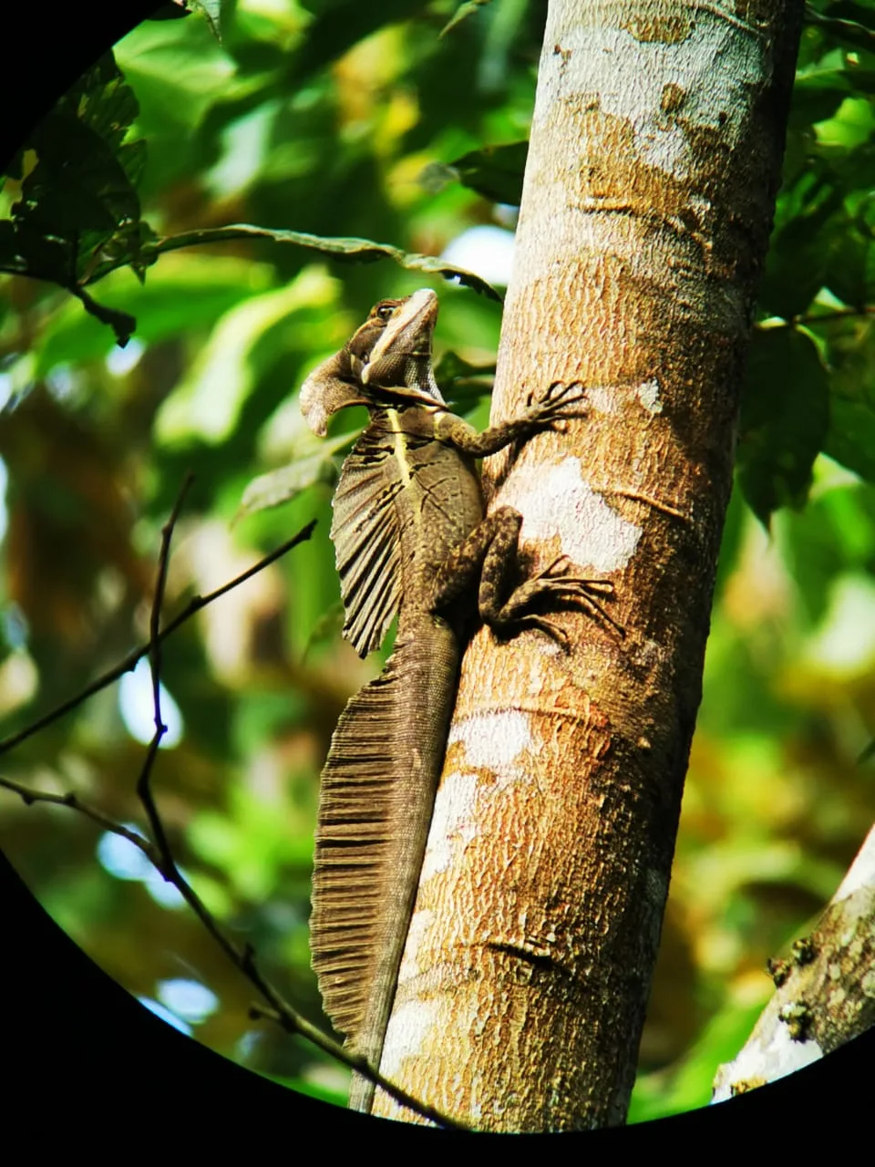 Jesus Christ basilisk lizard on a Damas Island mangrove tour near Manuel Antonio, Costa Rica