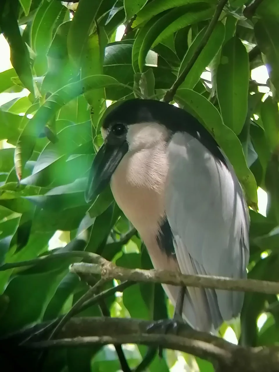 Bird sighting on a Manuel Antonio mangrove tour, Damas Island channels