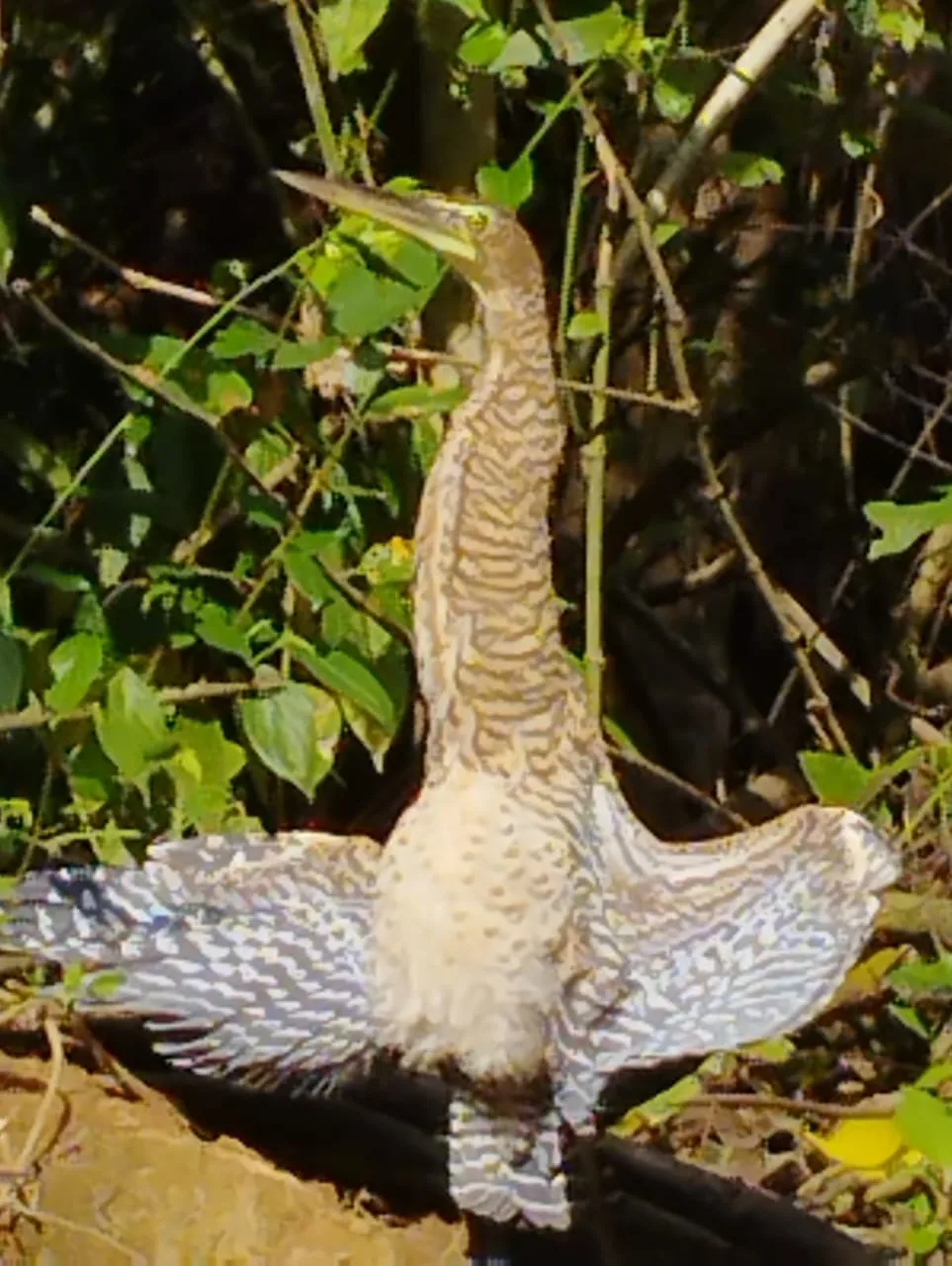 Wading bird at the water's edge on a Damas Island mangrove boat tour near Manuel Antonio