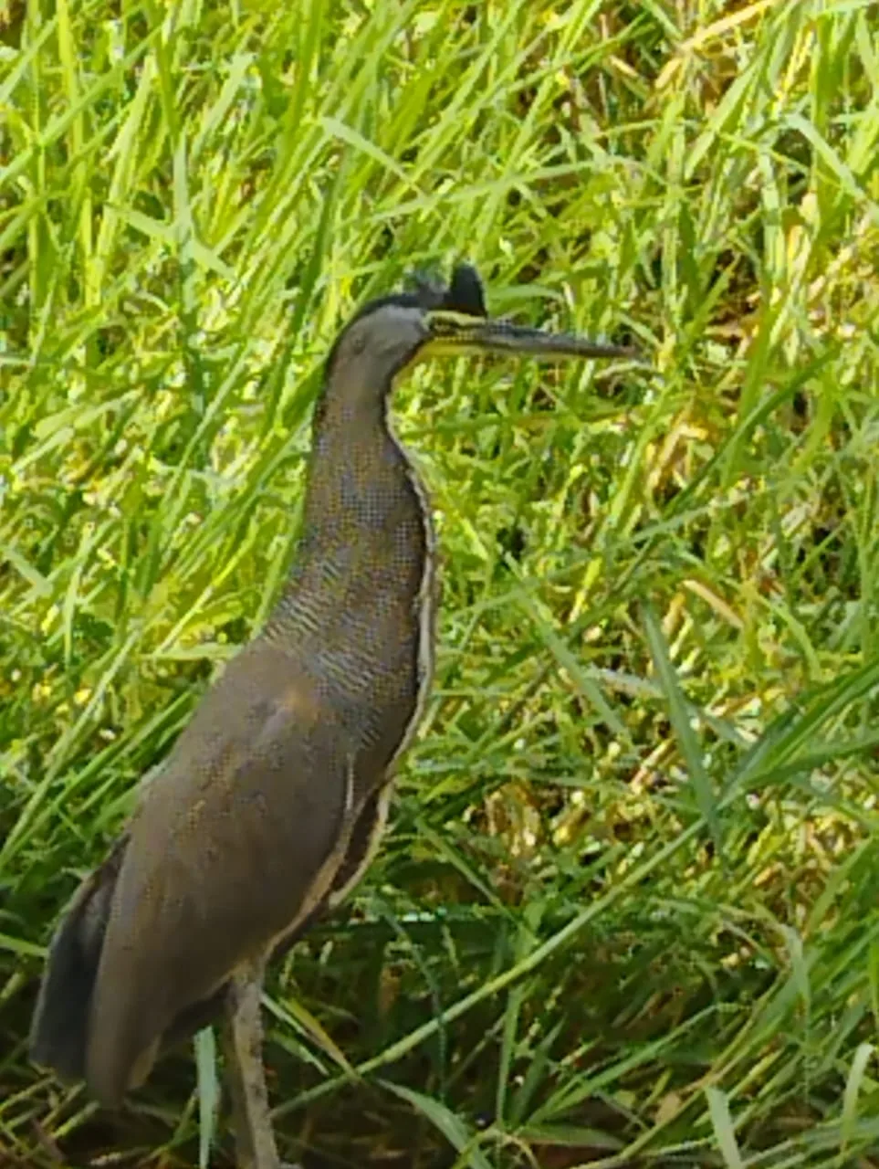 Exotic bird spotted during a guided mangrove tour near Manuel Antonio National Park, Costa Rica