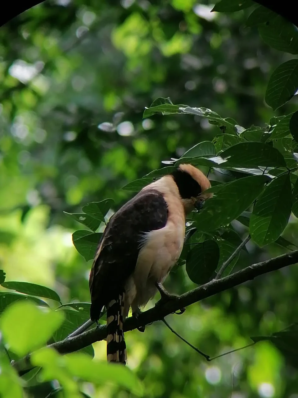 Colorful bird in the mangroves on a Damas Island tour near Manuel Antonio