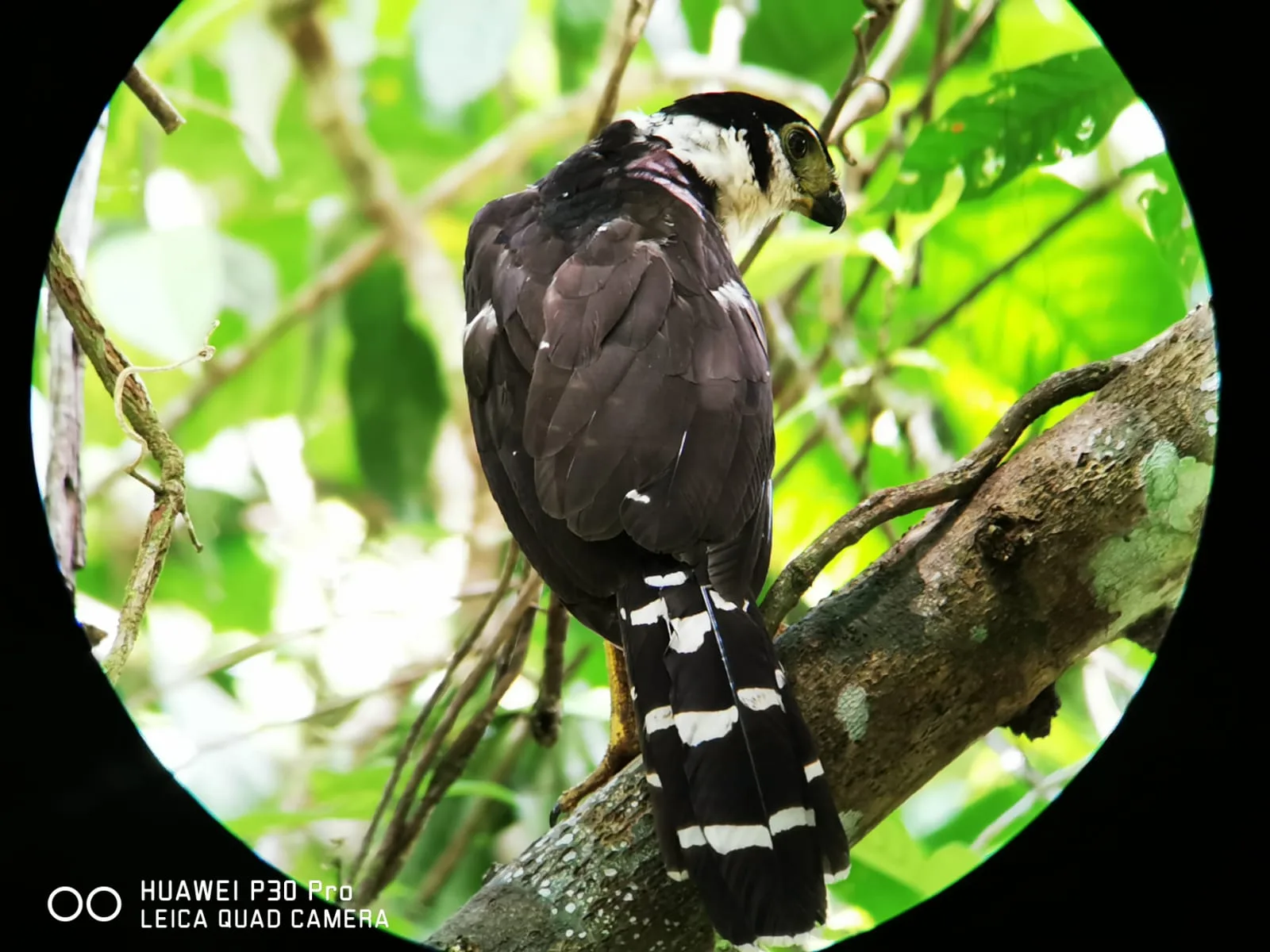 Rare bird sighting during a Manuel Antonio mangrove boat tour, Damas Island