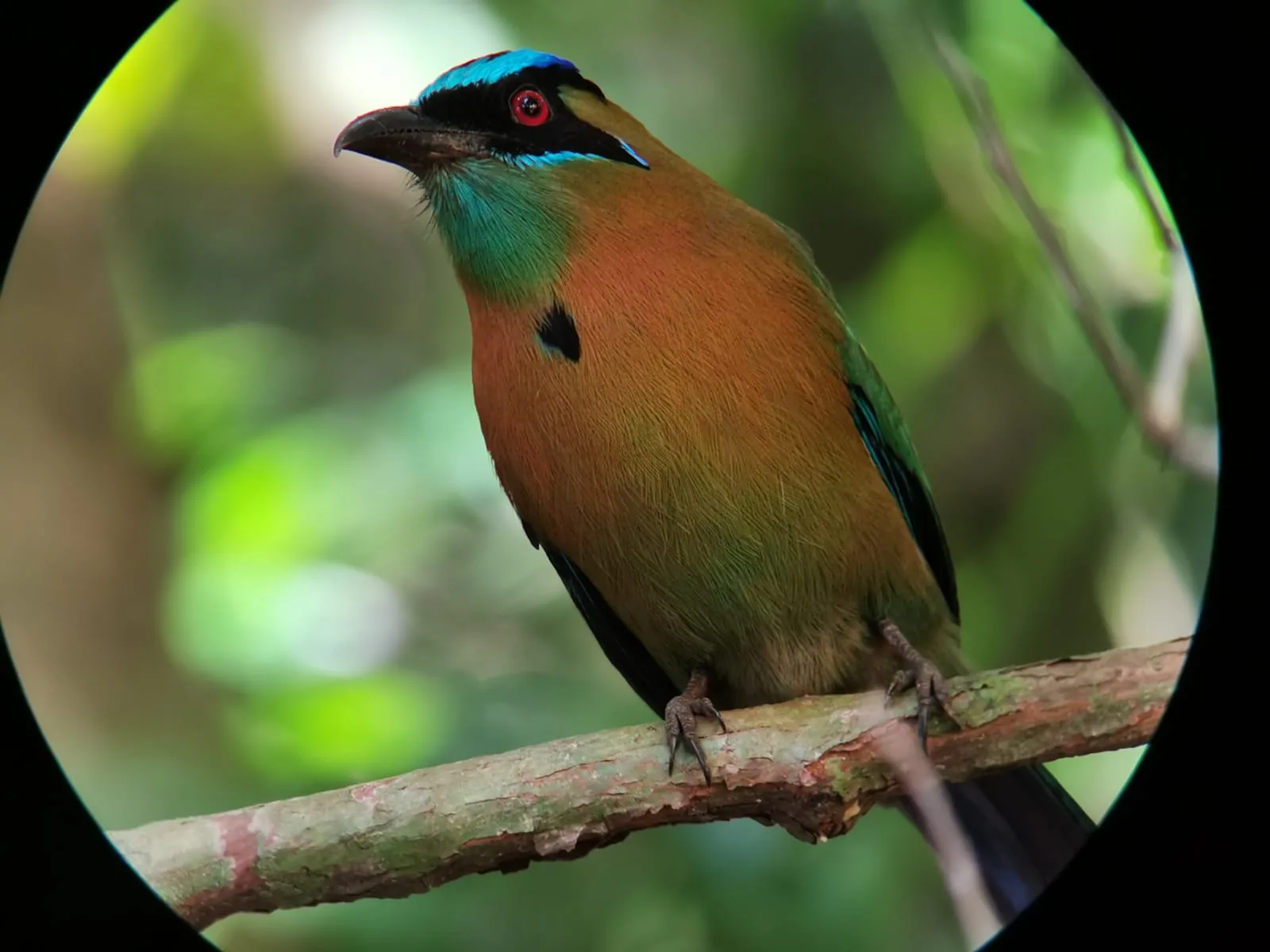 Tropical bird in mangrove roots on a Damas Island mangrove tour near Manuel Antonio