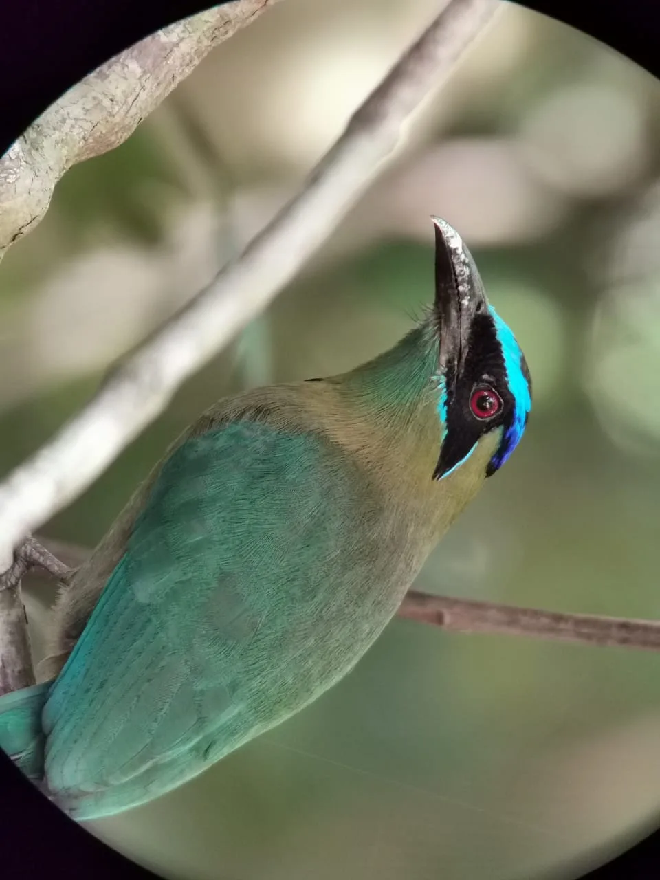 Bird on a branch spotted during a Manuel Antonio mangrove tour, Damas Island, Costa Rica