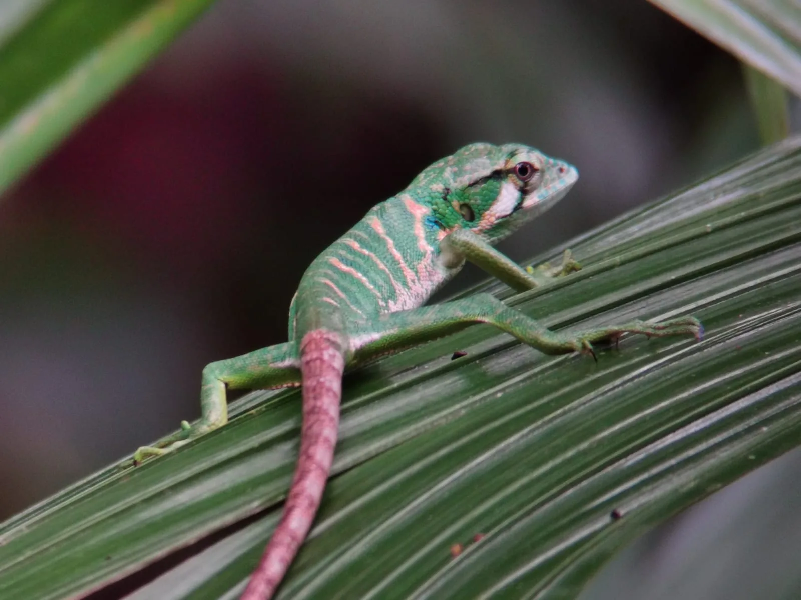 Lizard and bird sharing a branch on a Damas Island mangrove boat tour near Manuel Antonio