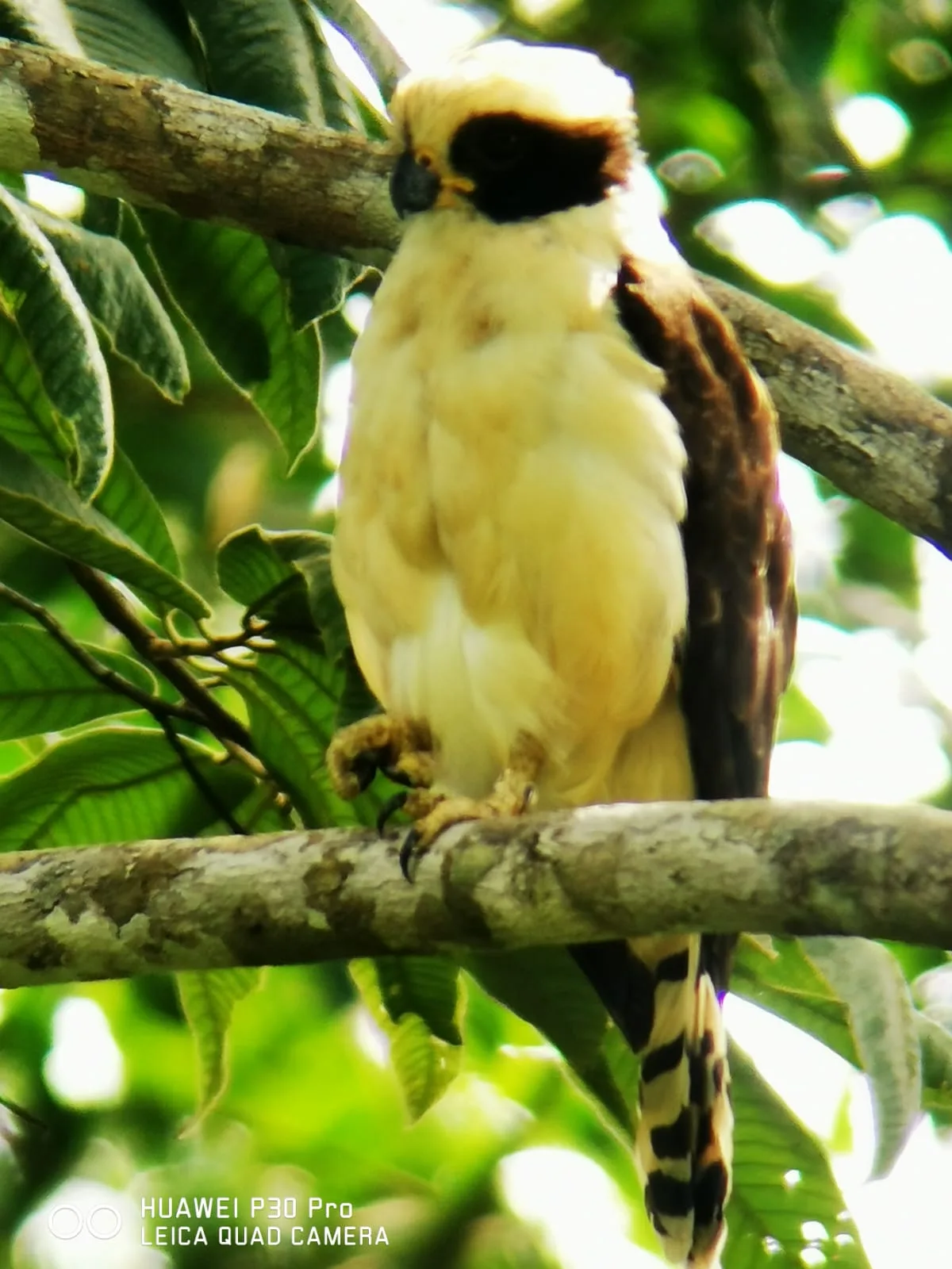 Tropical bird perched in the mangrove canopy on a Damas Island tour near Manuel Antonio