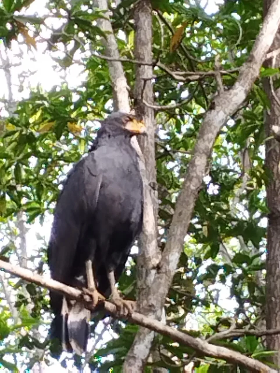 Black bird in the Damas Island mangroves on a guided tour near Manuel Antonio