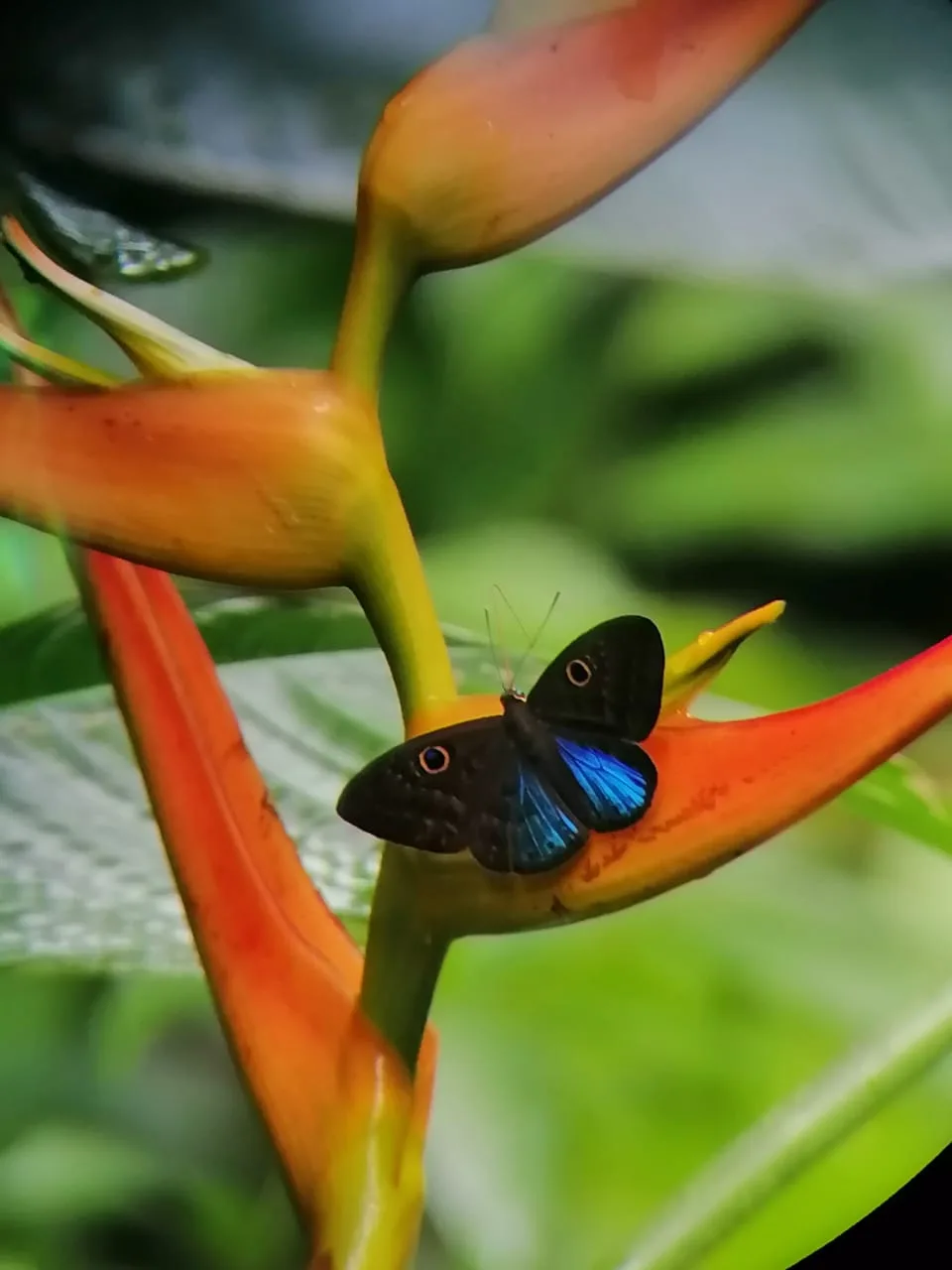 Butterfly on a tropical plant spotted during a guided mangrove boat tour near Manuel Antonio