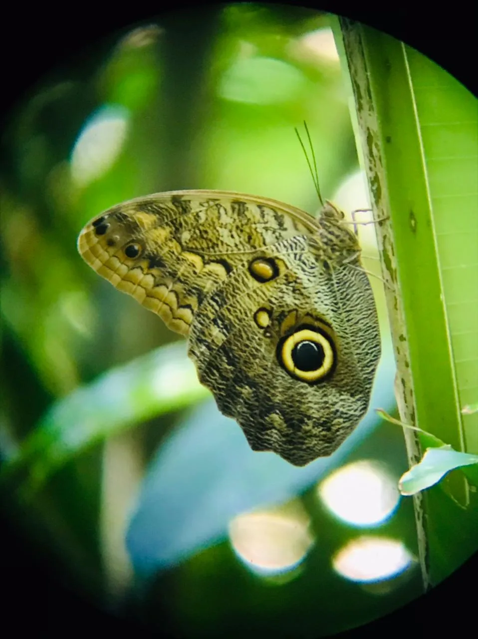 Butterfly in the mangrove forest on a Damas Island tour near Manuel Antonio, Costa Rica
