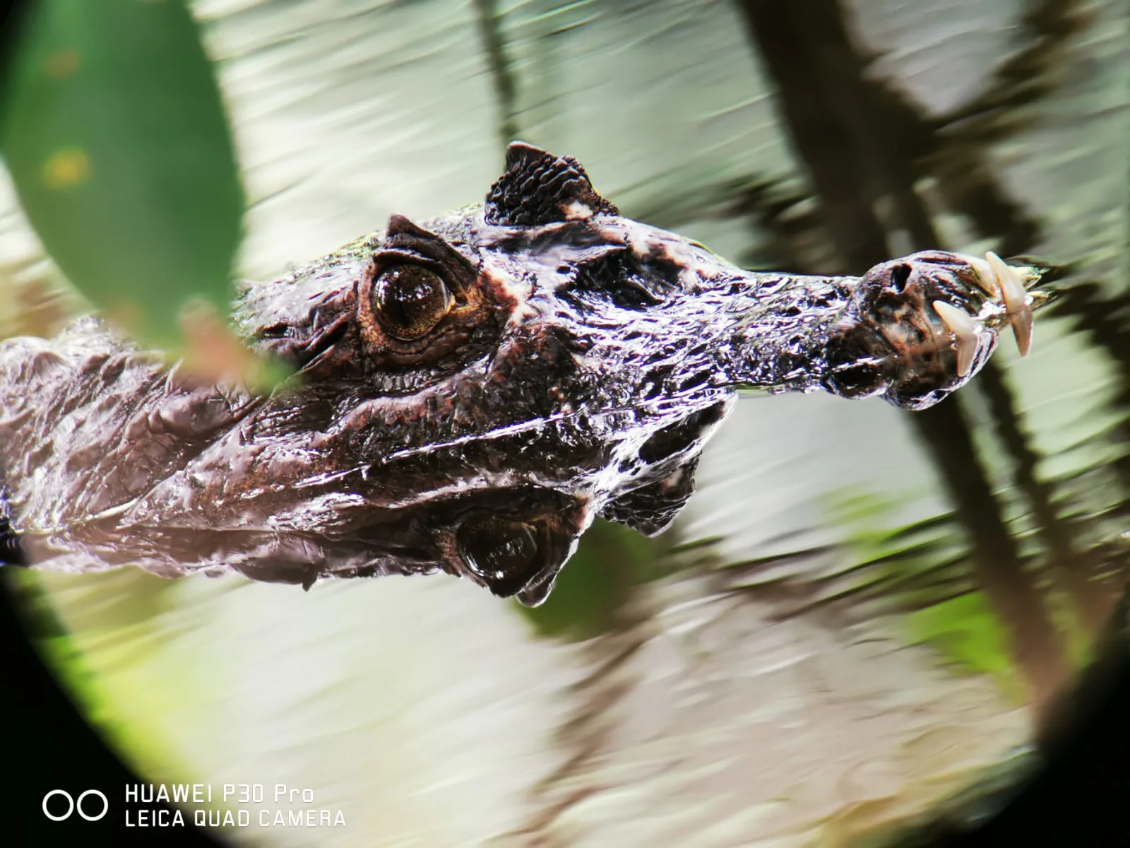 Crocodile basking on the bank during a mangrove boat tour near Manuel Antonio, Costa Rica