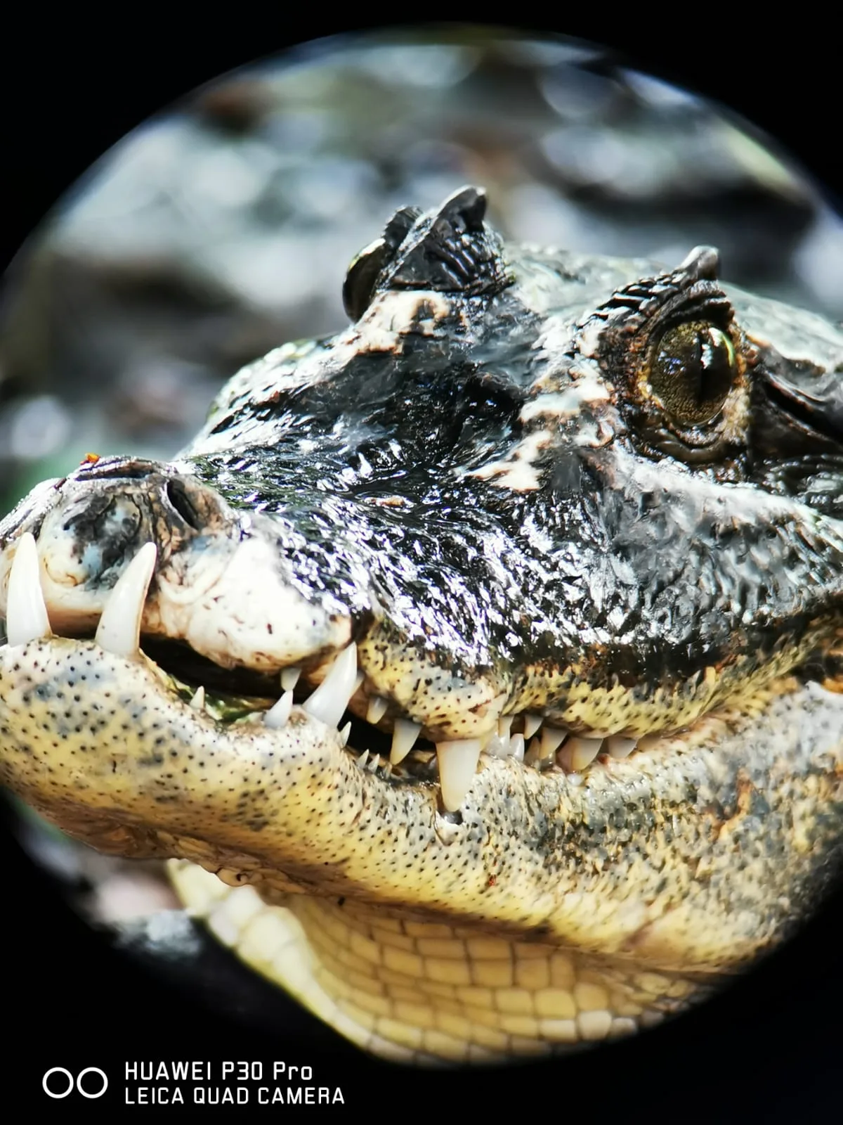 American crocodile on a Damas Island mangrove tour near Manuel Antonio, Costa Rica