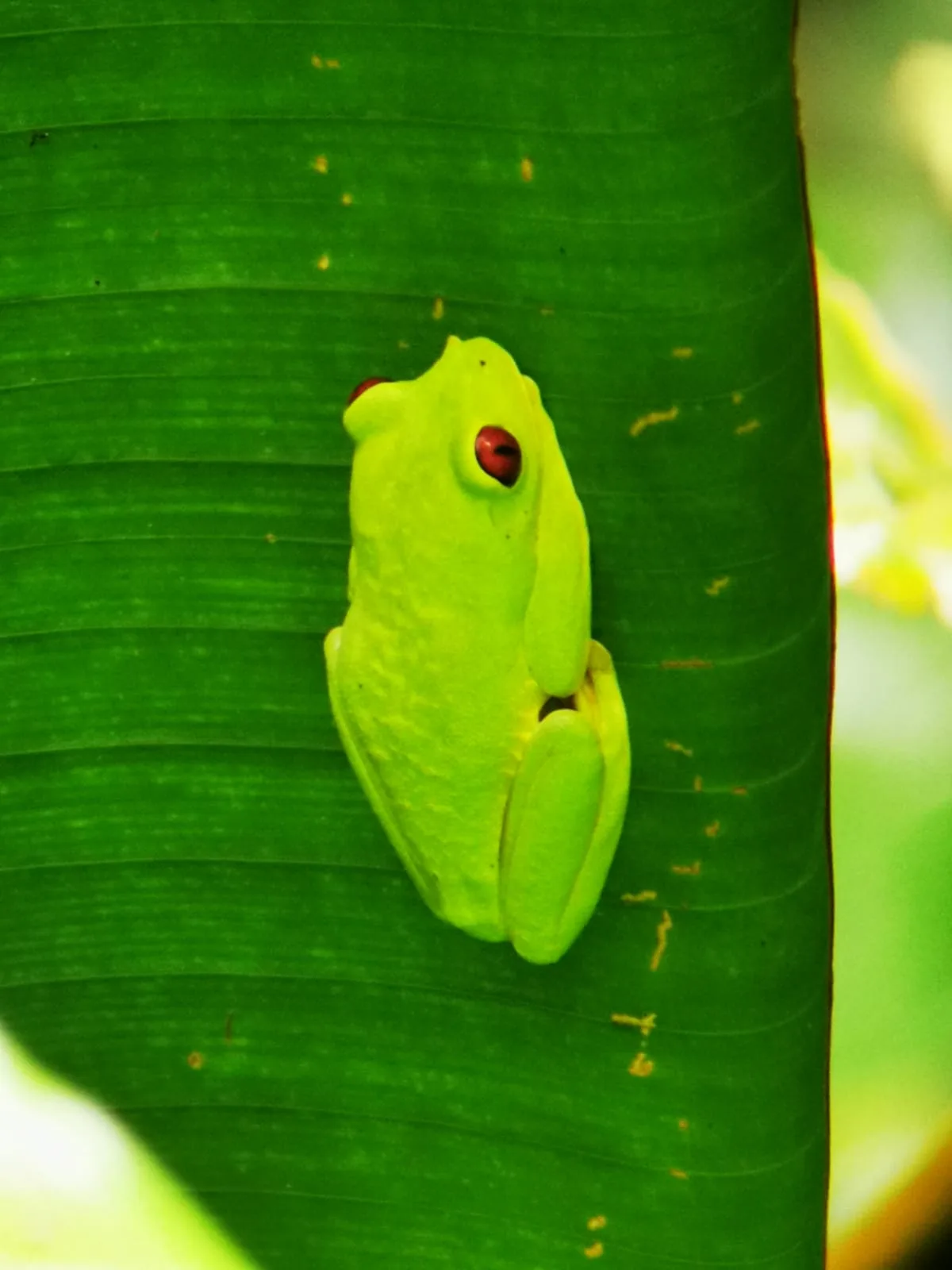 Green tree frog on a leaf seen on a Manuel Antonio mangrove tour, Damas Island
