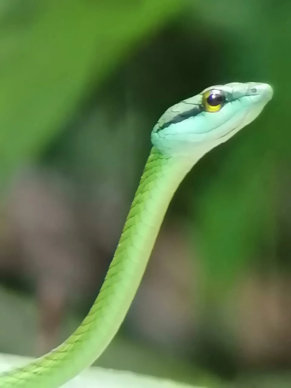 Green tree snake in the mangroves on a Damas Island tour near Manuel Antonio, Costa Rica