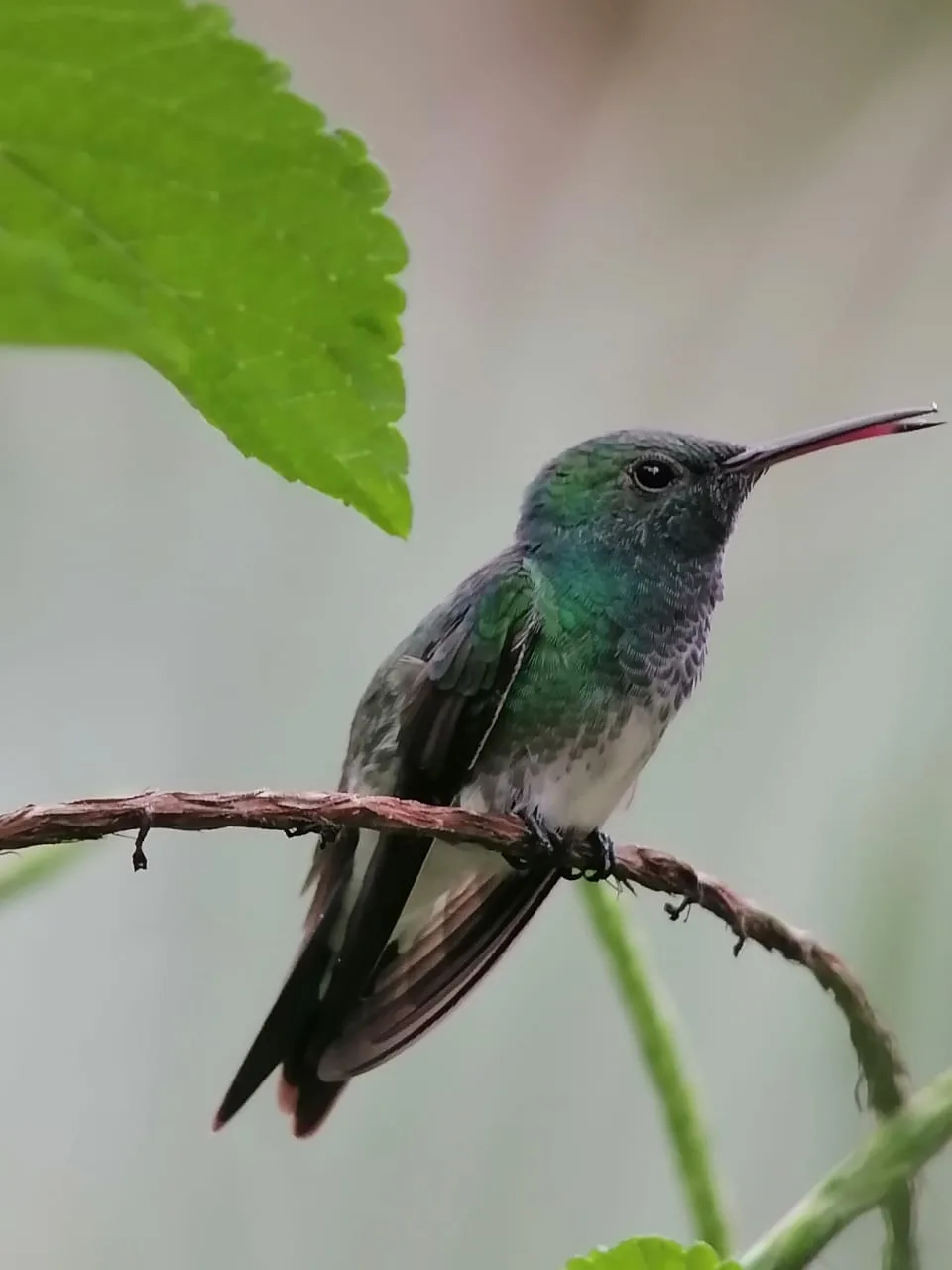 Hummingbird spotted on a guided mangrove tour near Manuel Antonio National Park, Costa Rica