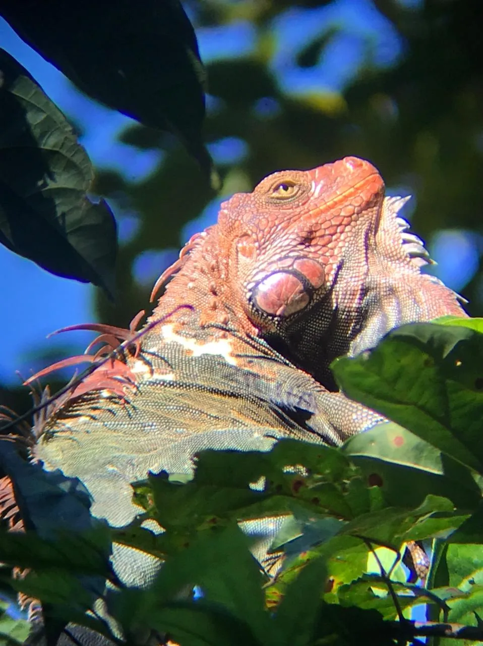 Iguana in a tree seen on a Manuel Antonio mangrove boat tour, Damas Island