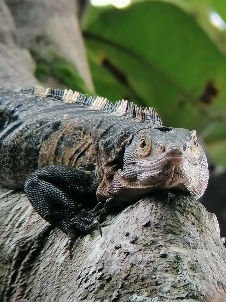 Green iguana in the mangrove channels on a Damas Island tour near Manuel Antonio