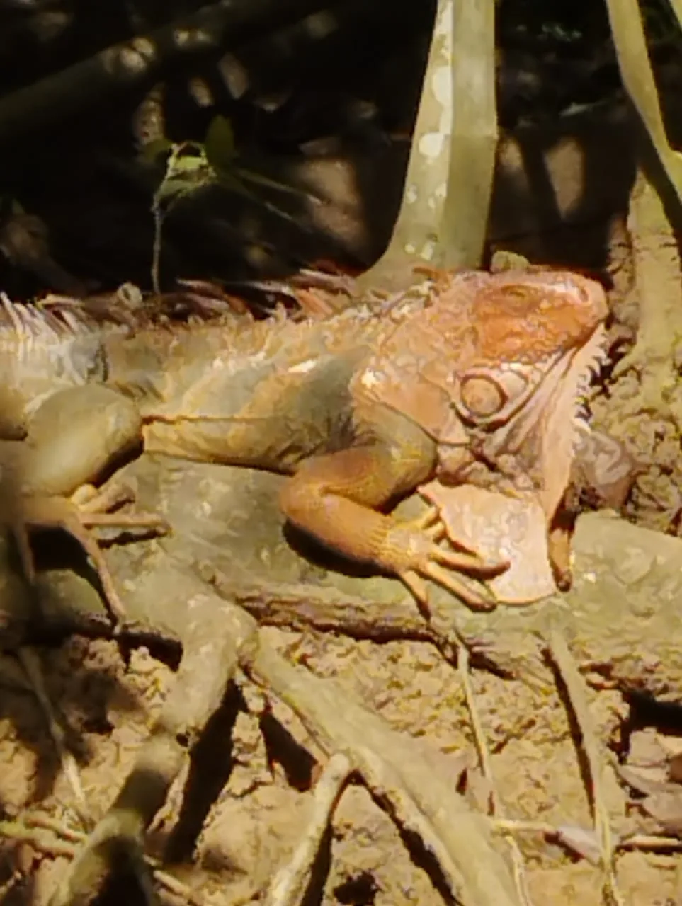 Large iguana spotted on a guided mangrove tour near Manuel Antonio and Manuel Antonio, Costa Rica