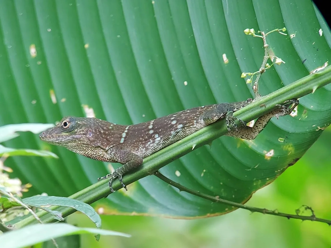 Tropical lizard on a log on a Damas Island mangrove boat tour near Manuel Antonio