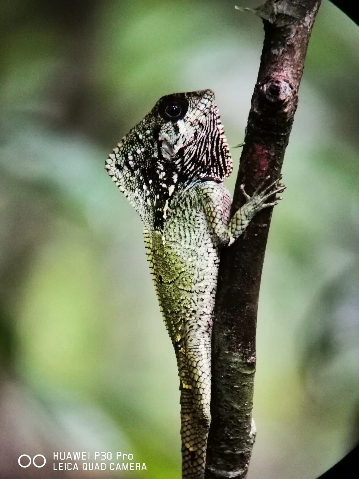 Lizard spotted on a mangrove boat tour near Manuel Antonio and Manuel Antonio National Park