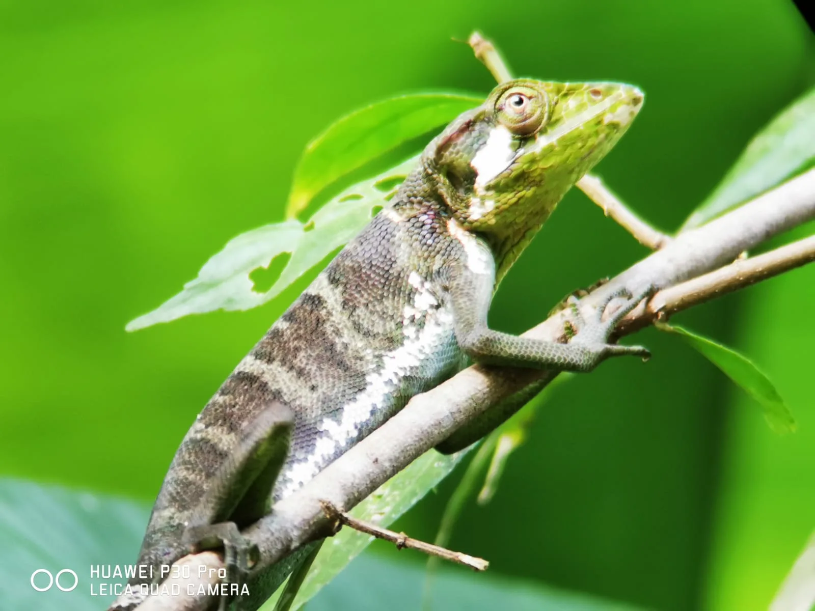 Lizard basking in the sun during a guided mangrove tour near Manuel Antonio, Costa Rica