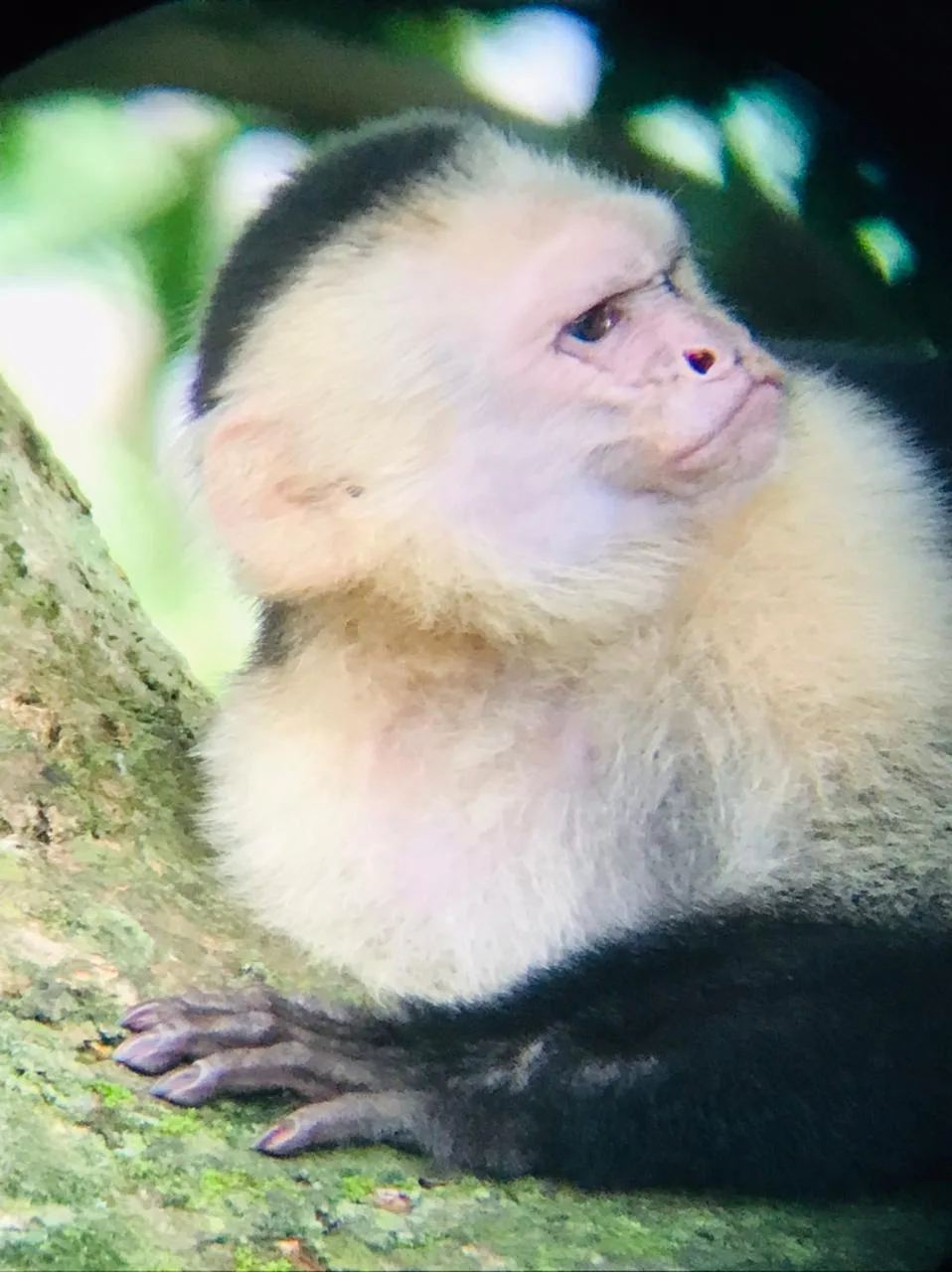 White-faced capuchin monkey spotted on a Manuel Antonio mangrove tour, Damas Island