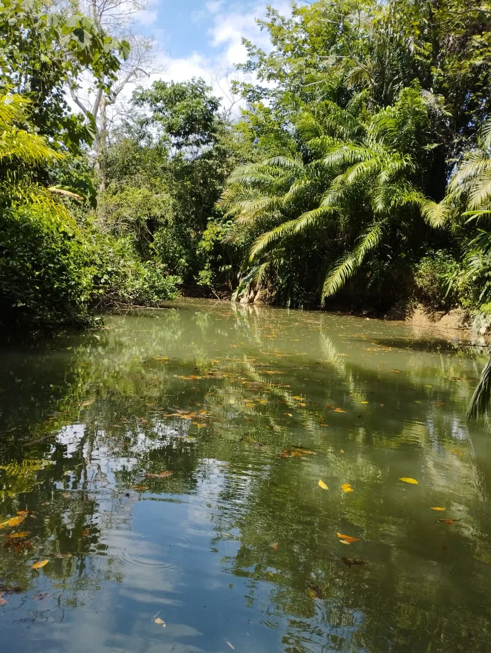 Tranquil channel through the Damas Island mangrove system on a Manuel Antonio mangrove tour