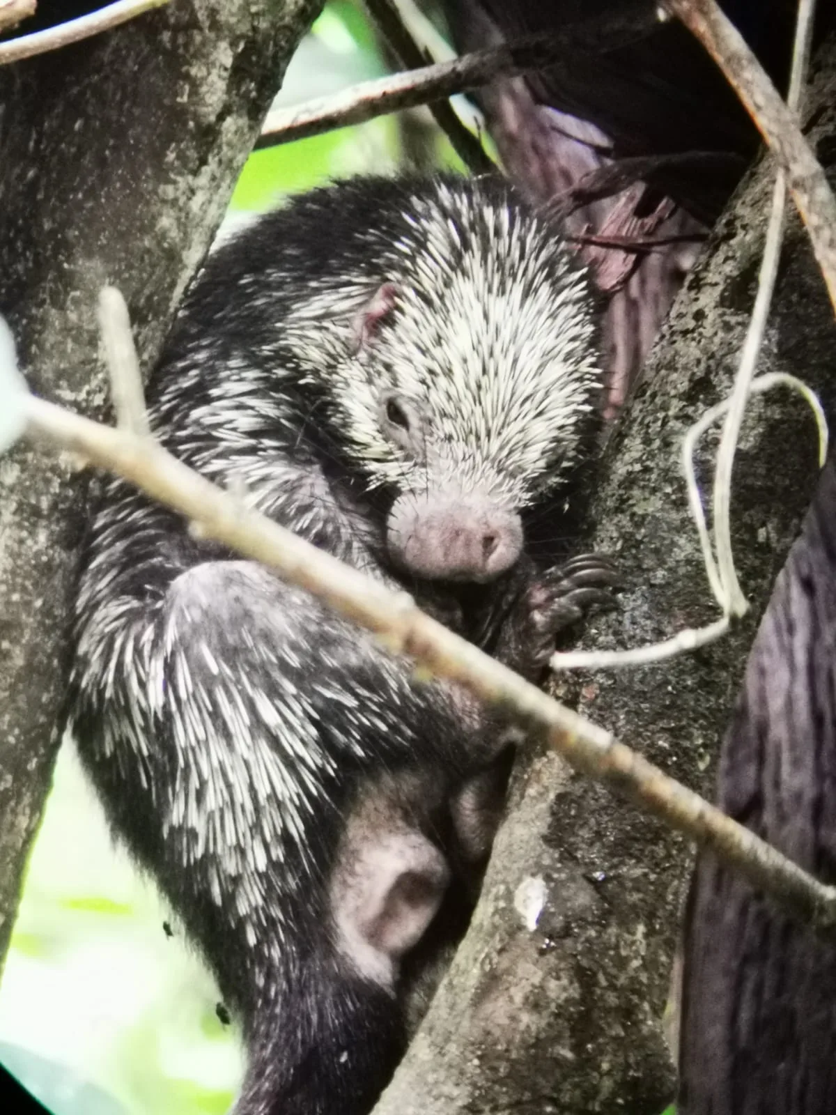 Mexican hairy porcupine on a Damas Island mangrove boat tour near Manuel Antonio, Costa Rica