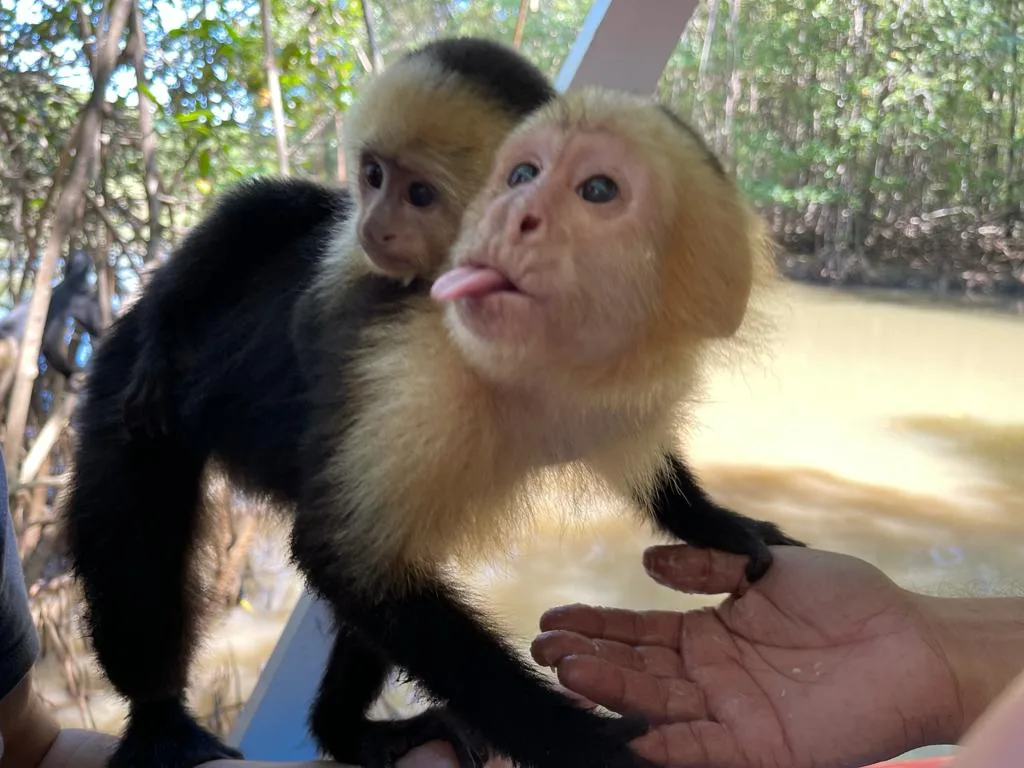 Capuchin monkey with baby on a Damas Island mangrove boat tour near Manuel Antonio