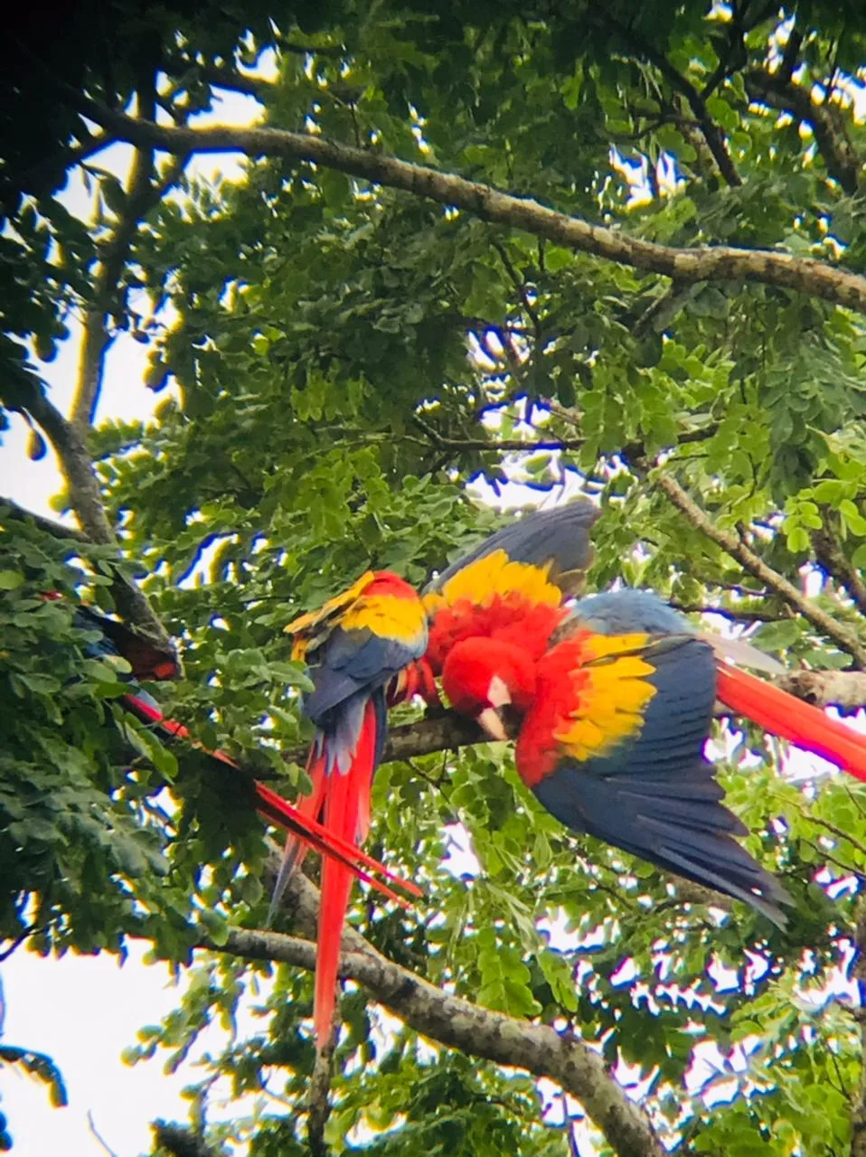 Parrots flying over the canopy on a Damas Island mangrove boat tour near Manuel Antonio
