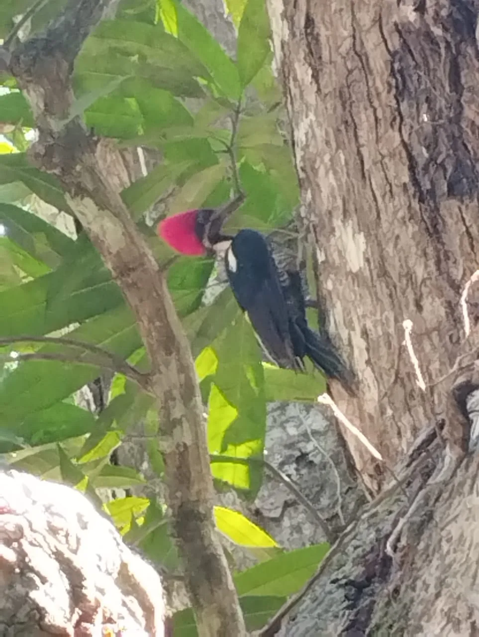 Red-crowned woodpecker on a Manuel Antonio mangrove tour, Damas Island, Costa Rica