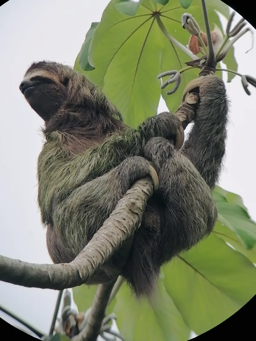 Sloth hanging in a tree during a Manuel Antonio mangrove boat tour, Damas Island