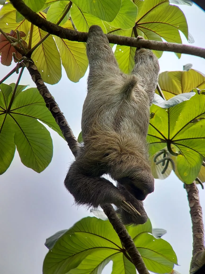 Sloth resting in the canopy seen on a Damas Island mangrove tour near Manuel Antonio