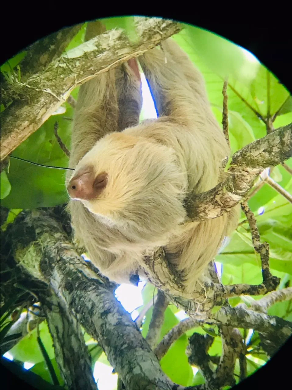 Sloth in the jungle canopy during a guided mangrove tour near Manuel Antonio National Park