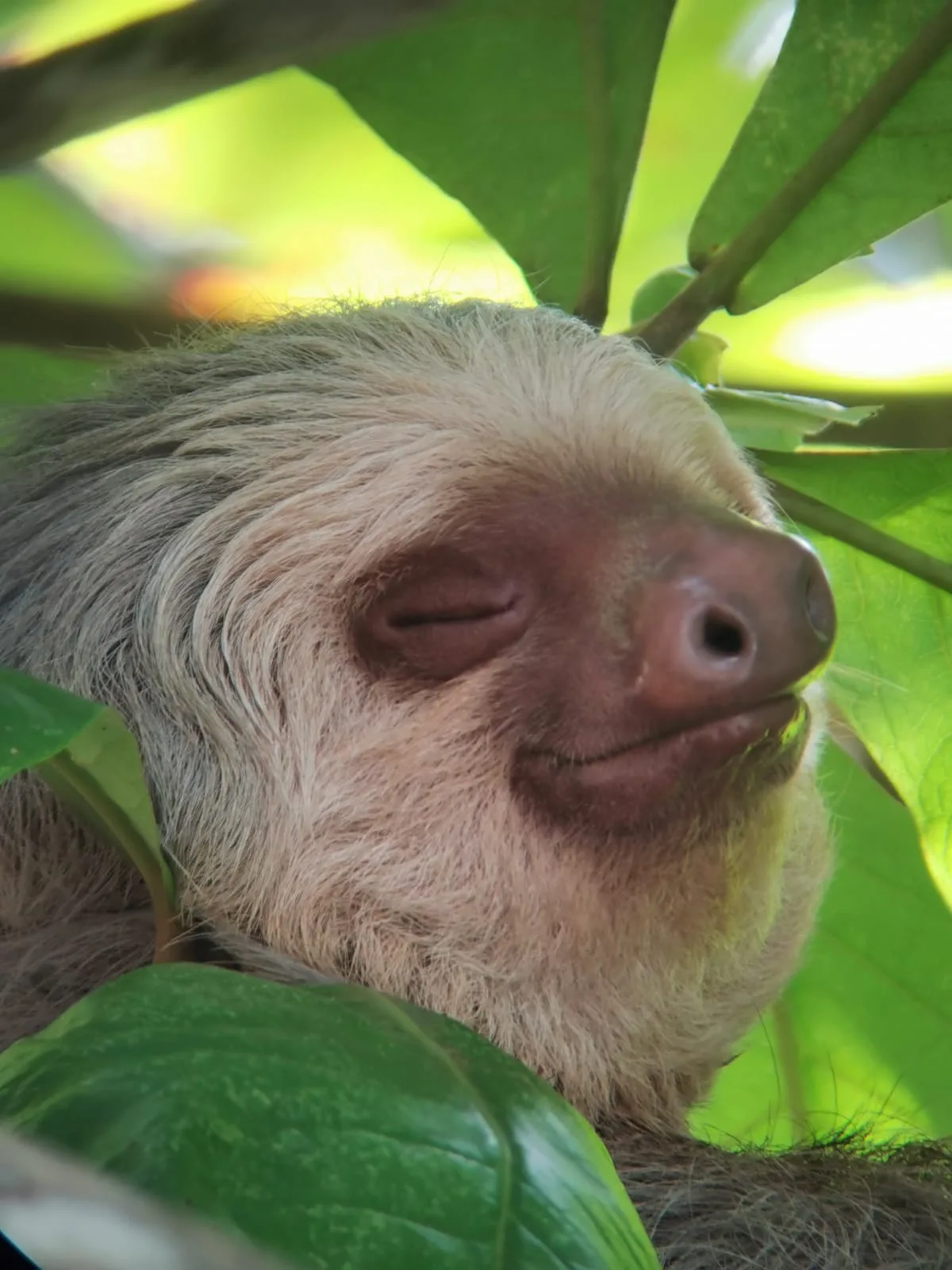 Close-up of a sloth spotted on a Damas Island mangrove boat tour near Manuel Antonio