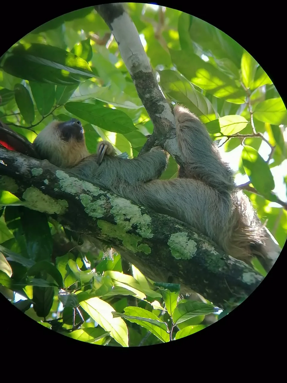 Sloth climbing a tree on a Manuel Antonio mangrove tour through Damas Island, Costa Rica